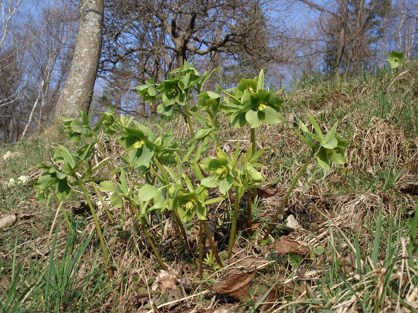 Helleborus.viridis.St-Kapuner.Eibiswald.jpg