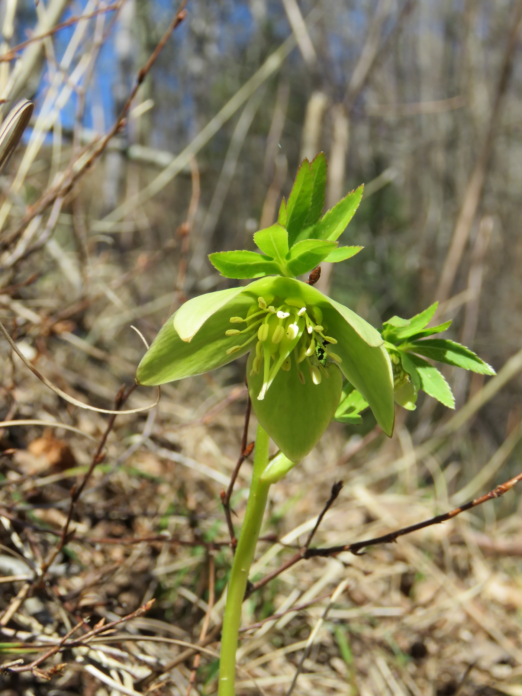 Helleborus.viridis.St-Seggauberg.JPG