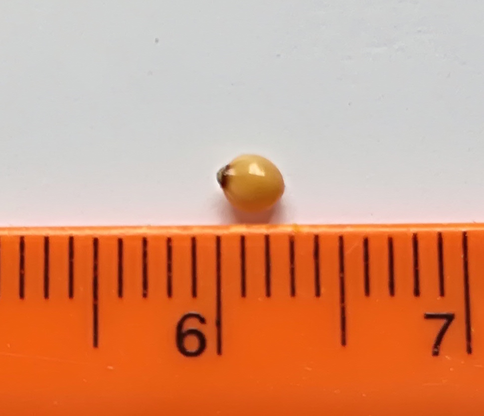 panicum capillare cf. subsp. miliaceum var. effusum_20170708_122806.jpg