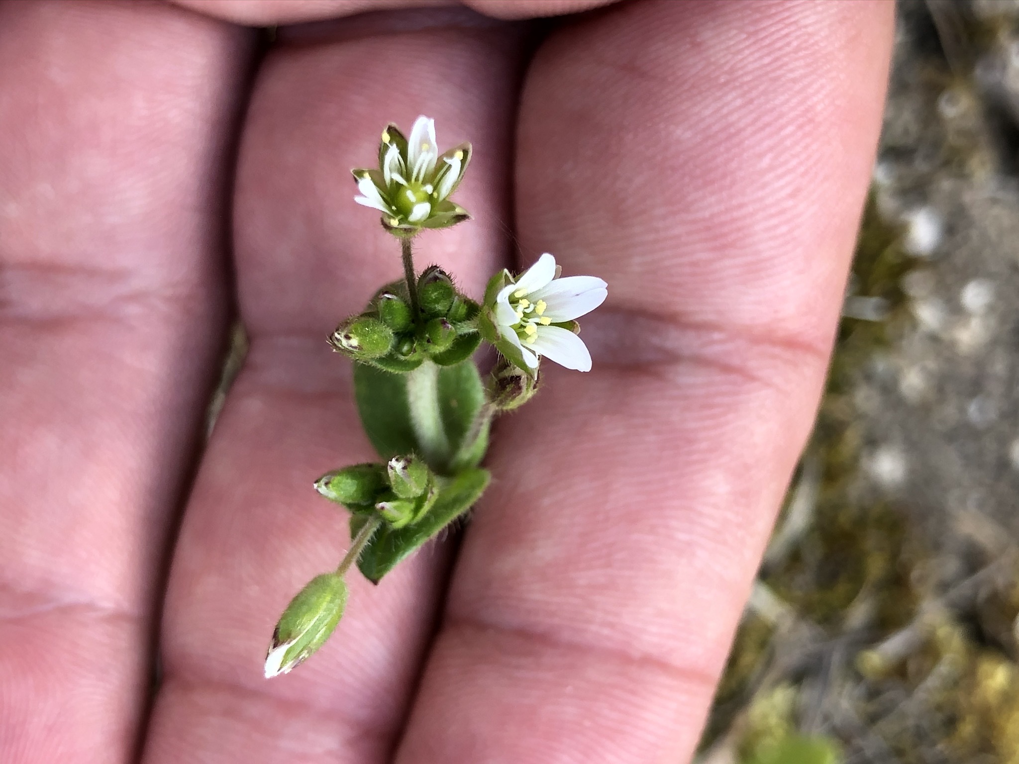 fraglich_cerastium3.jpeg