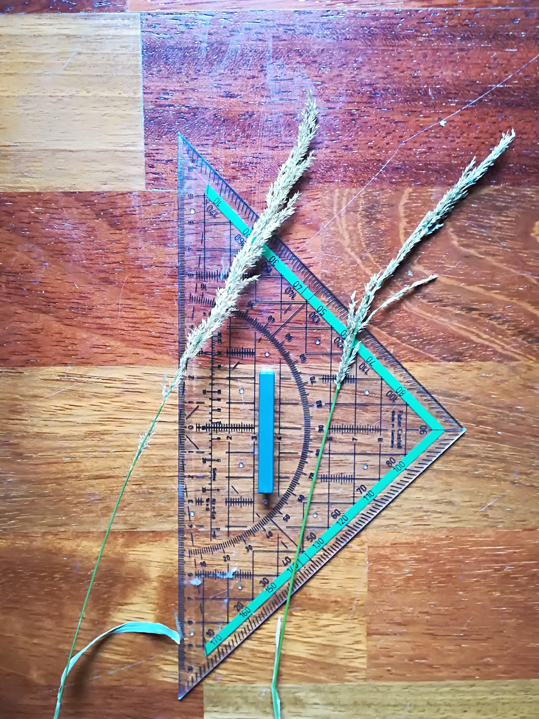 cf. agrostis canina_20170708_125658.jpg