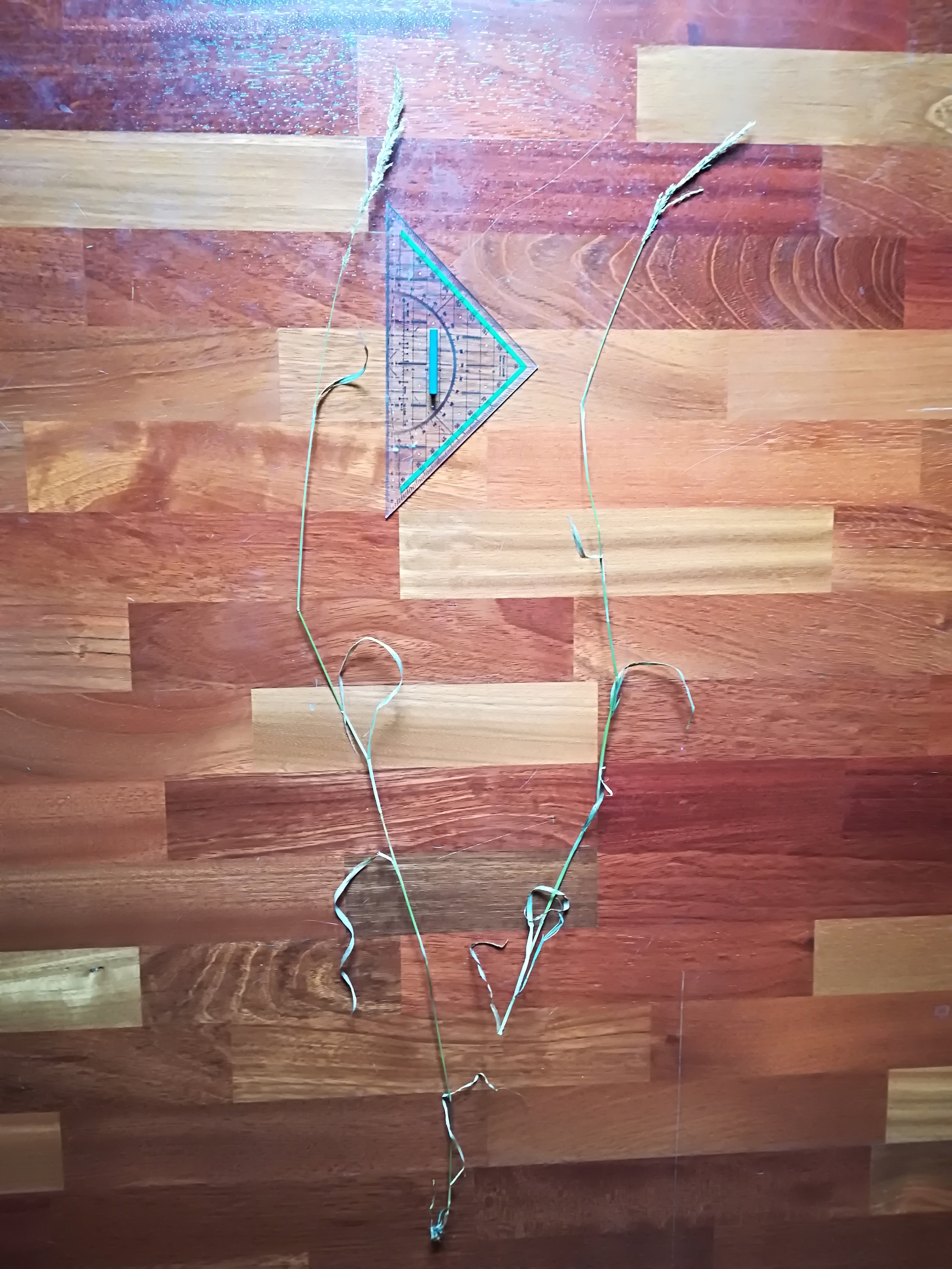 cf. agrostis caninna_20170708_125634.jpg