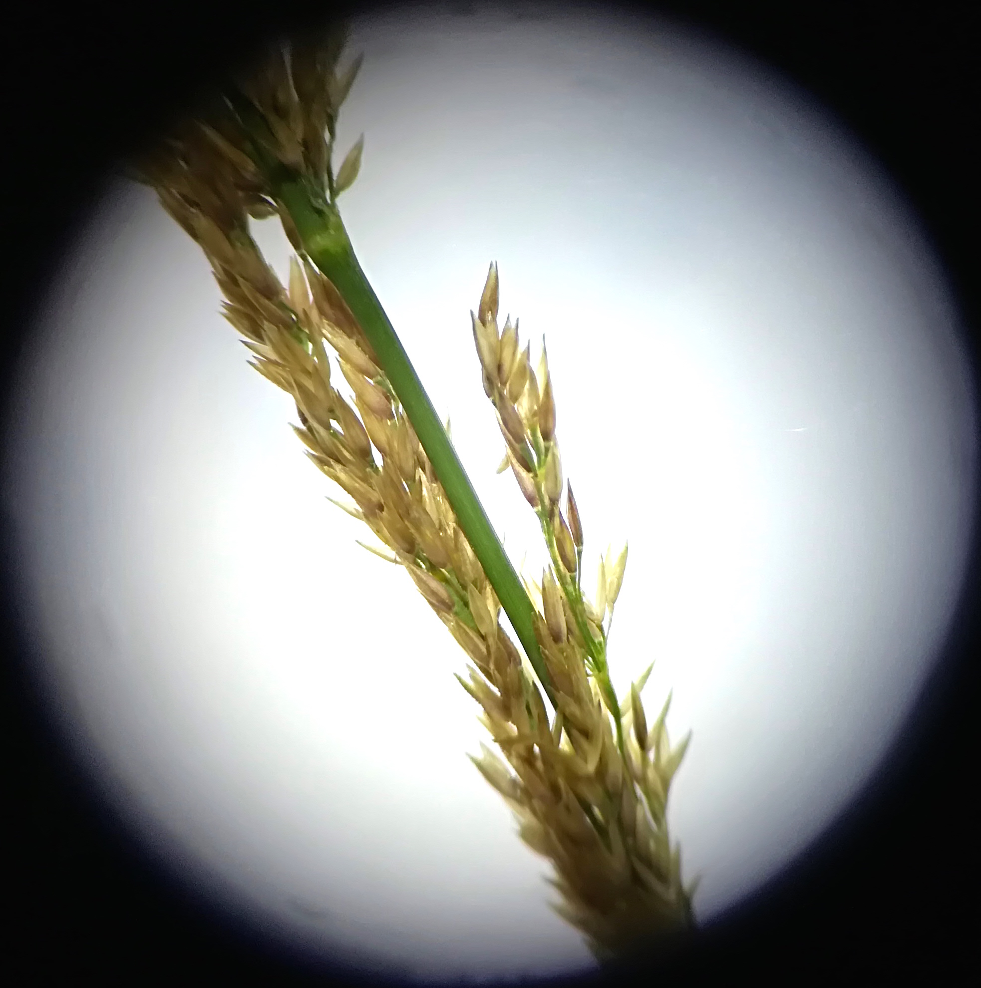 cf. agrostis canina_20170708_125548.jpg