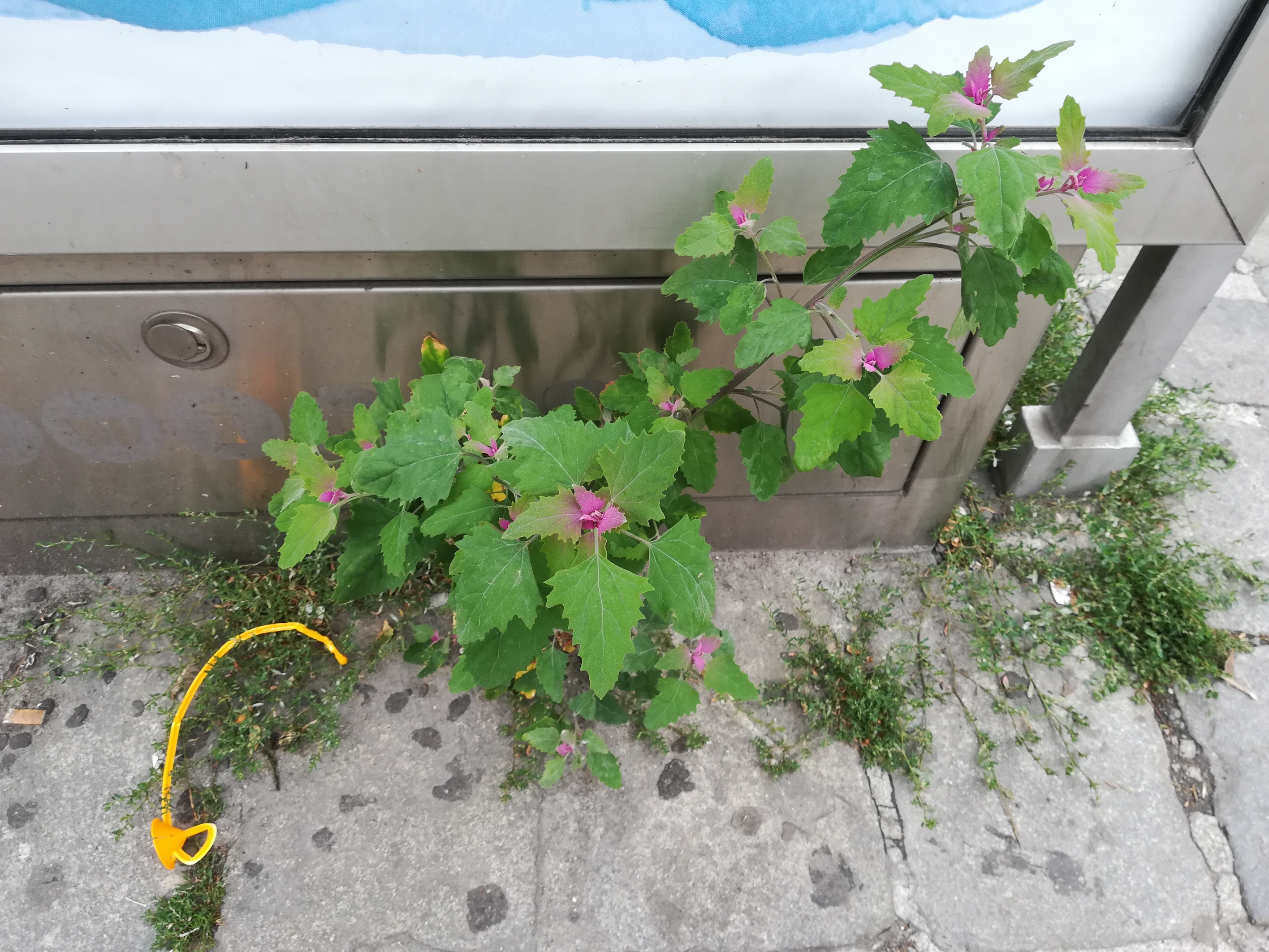 cf. chenopodium sp._20170710_145519.jpg