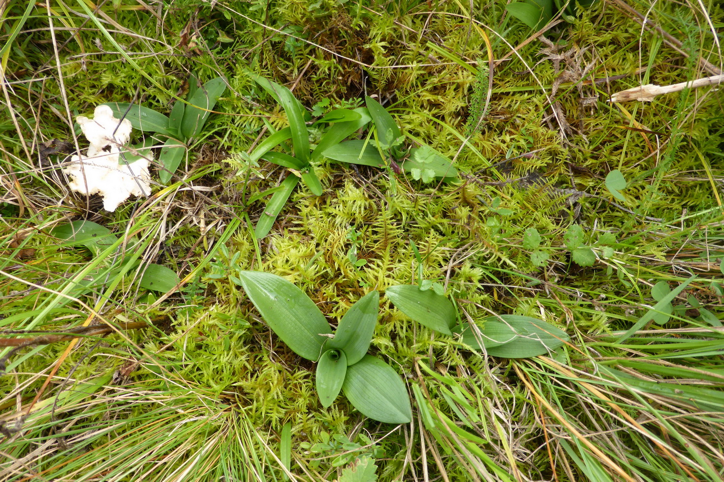 Rosetten von Neotinea ustulata - schmale Blätter und Anacamptis morio - breite Blätter.JPG
