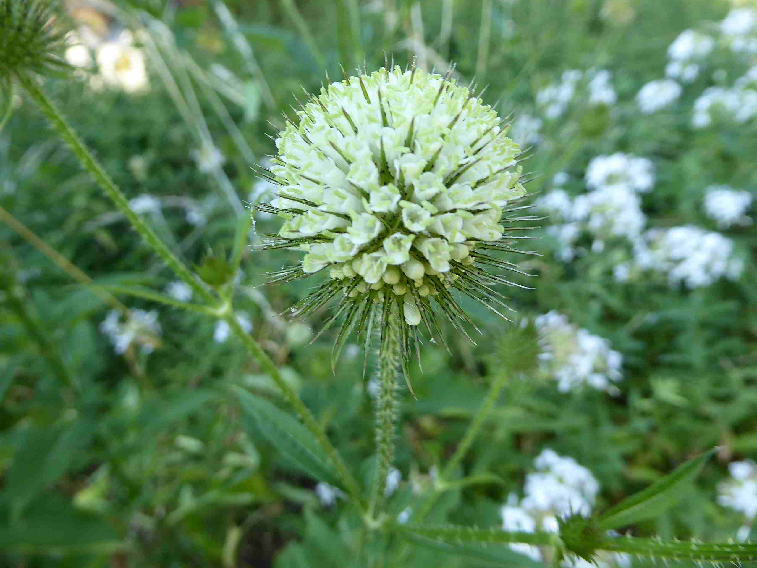Breitenfurt-Roter Stadl-Liesingbachböschung-08072017-(3).JPG