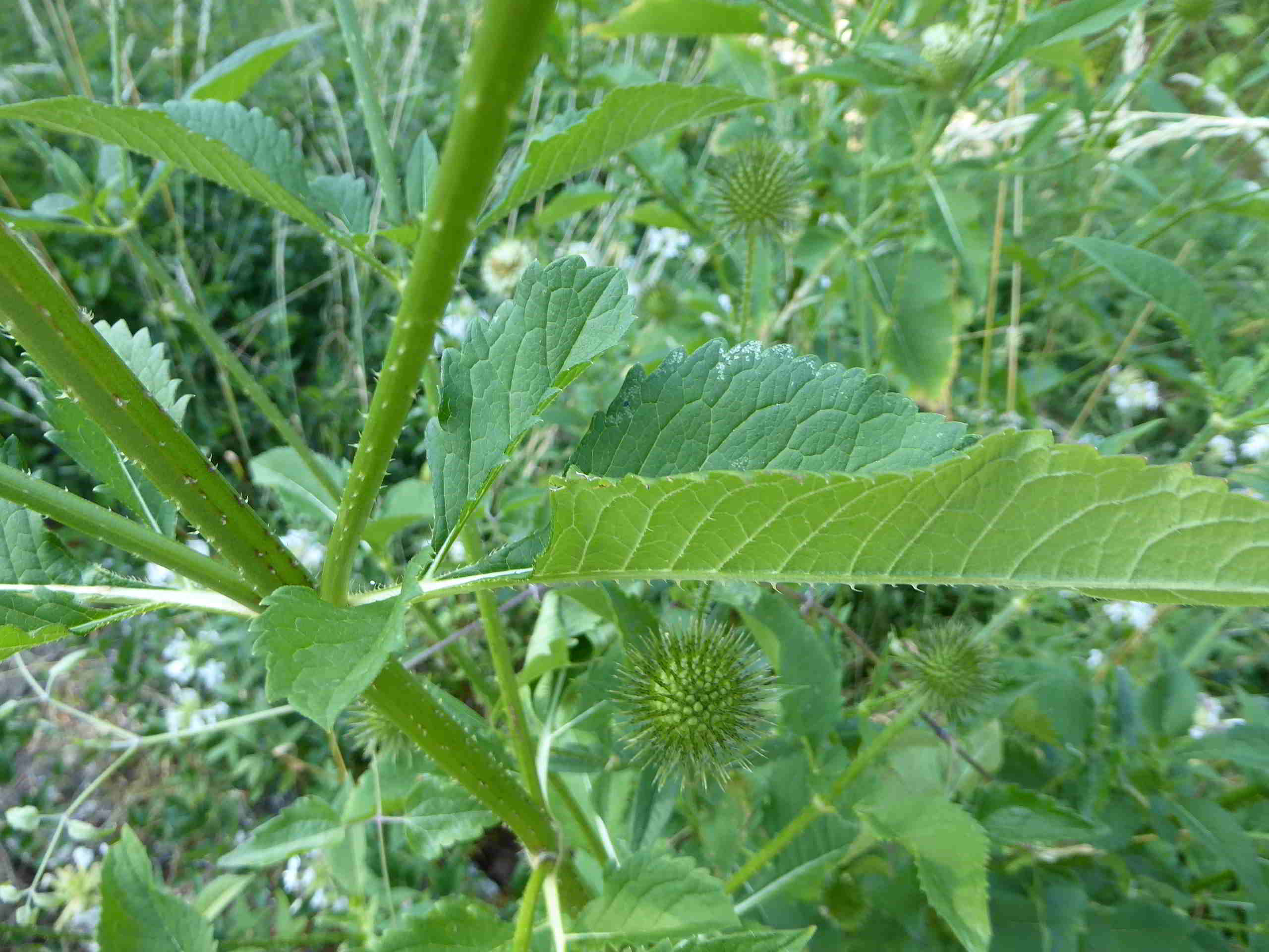 Breitenfurt-Roter Stadl-Liesingbachböschung-08072017-(4).JPG
