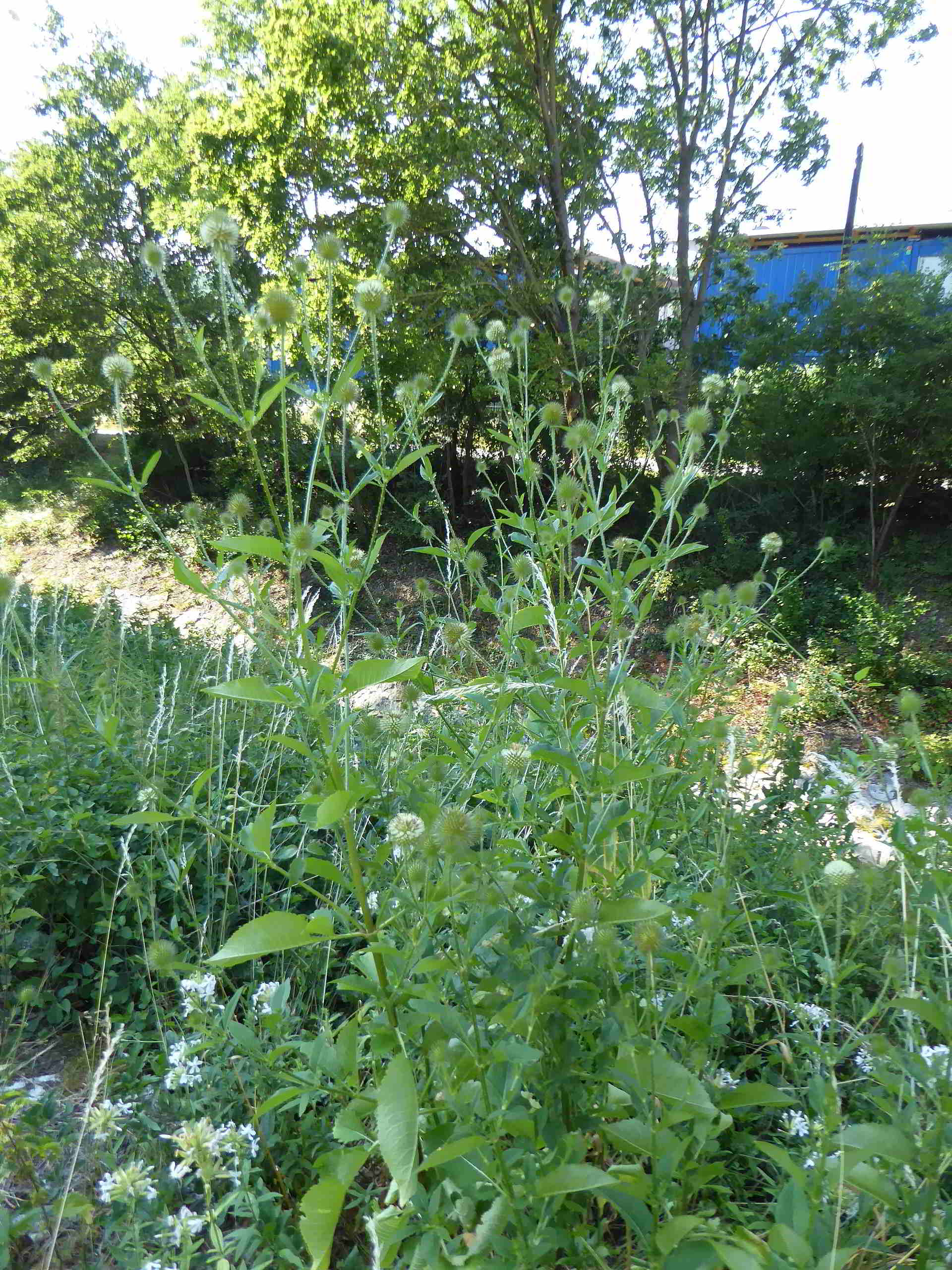 Breitenfurt-Roter Stadl-Liesingbachböschung-08072017-(7).JPG