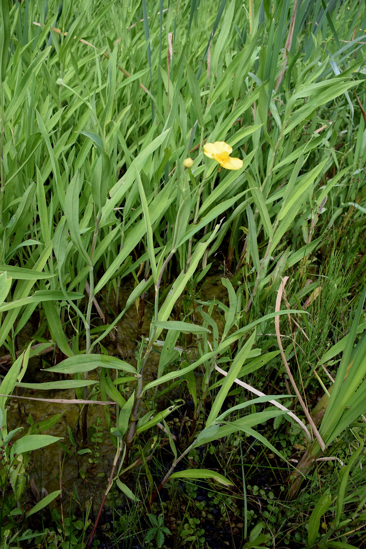 Wolfsgraben-Bundesstrassentümpel km 14-05072019-(4) - Ranunculus lingua - Zungen-Hahnenfuß.JPG