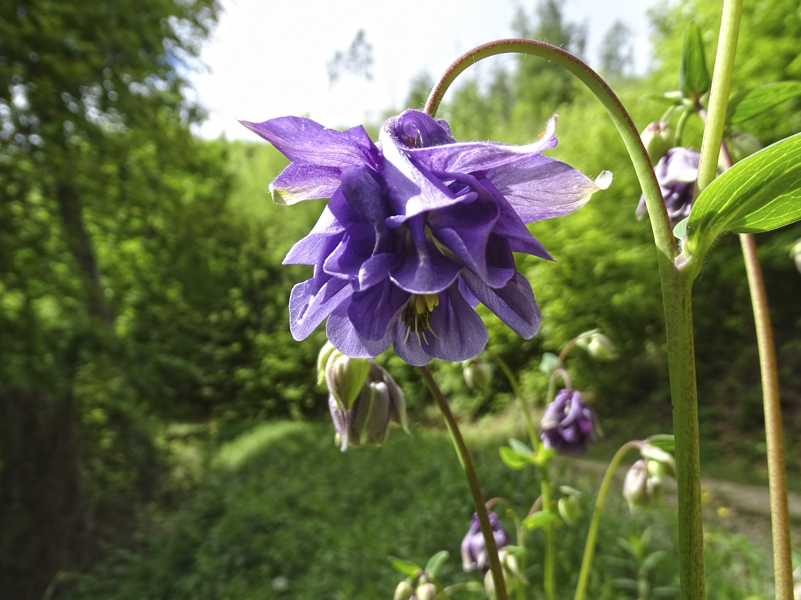 Aquilegia3_admonterkogel.jpg