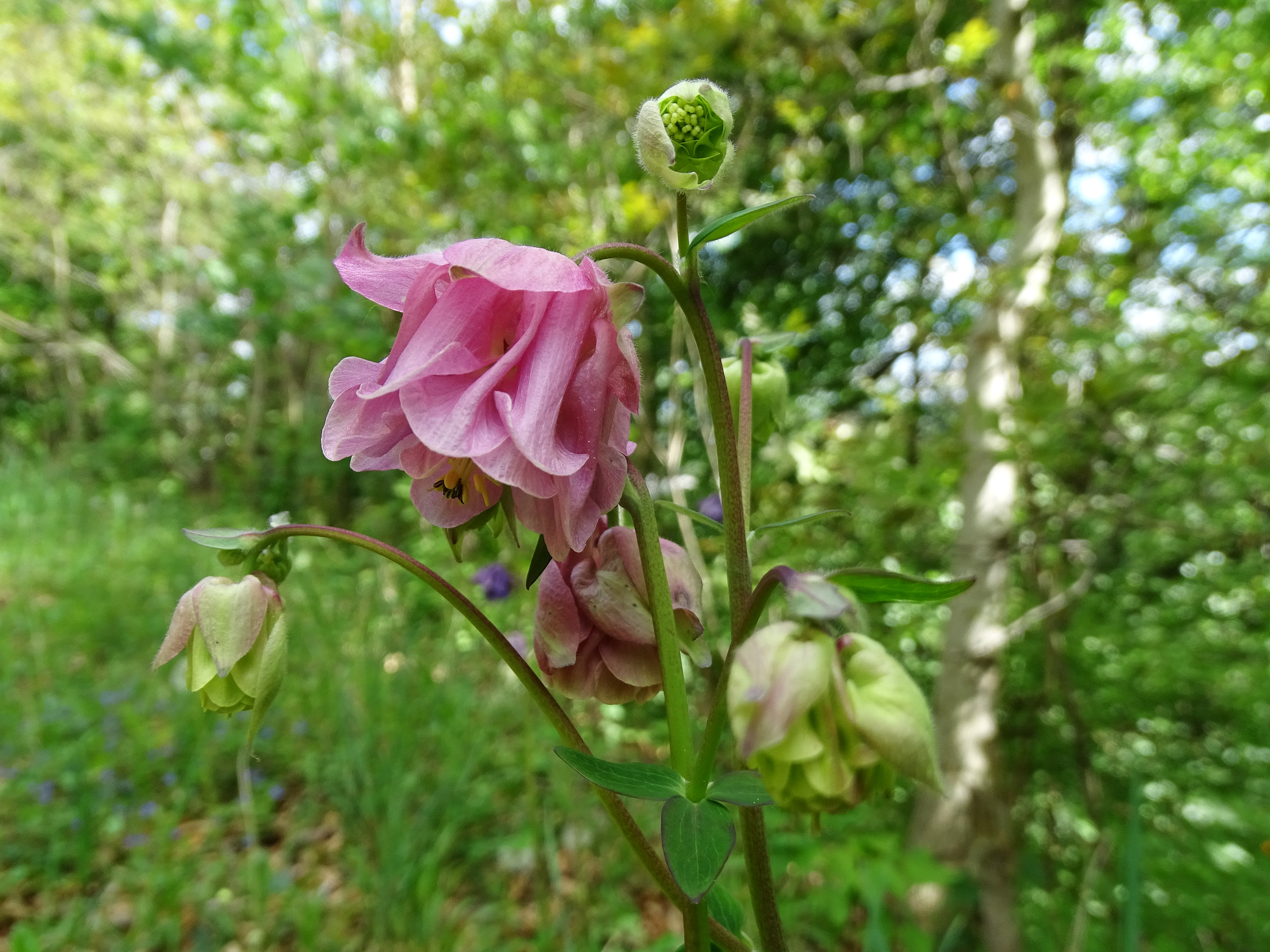 Aquilegia1_admonterkogel.jpg