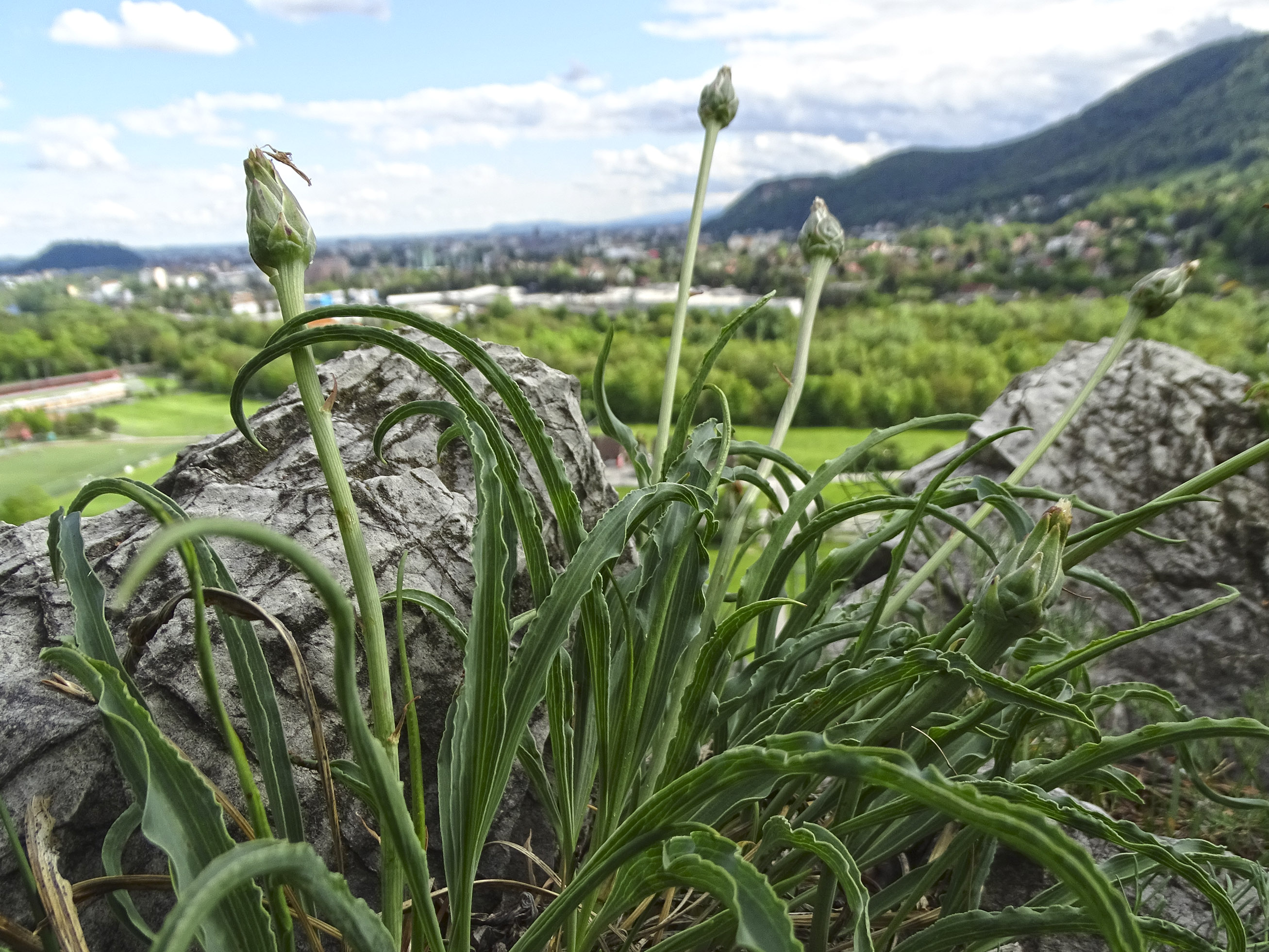 Scorzonera austriaca_admonterkogel.jpg