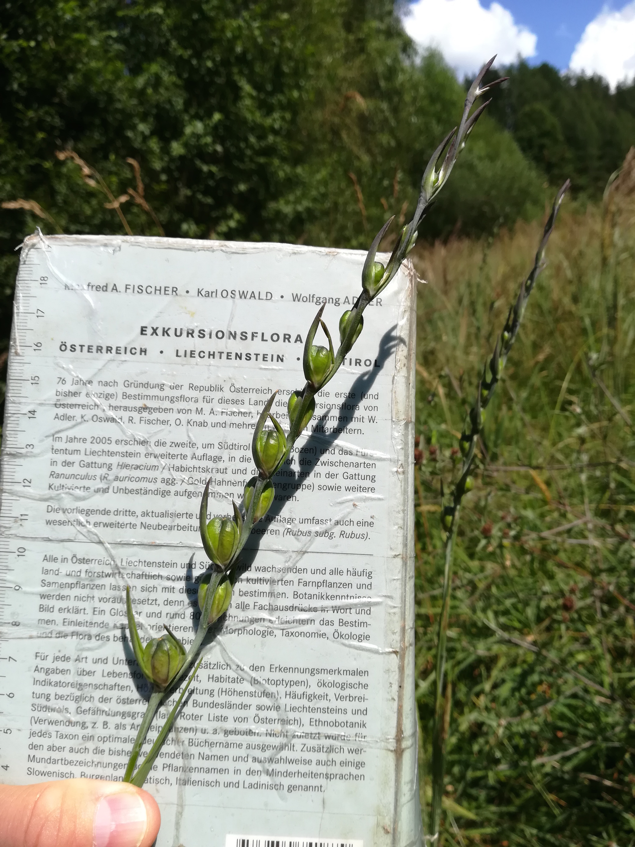 gladiolus imbricatus hönigsberg stmk_20170721_145007.jpg