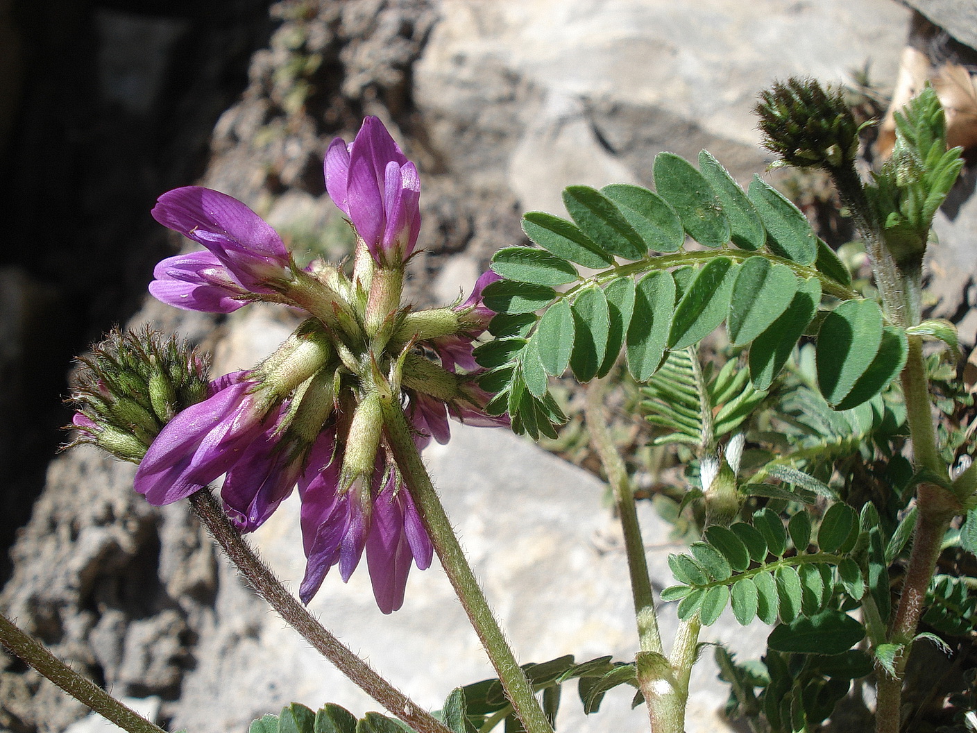 Astragalus.hypoglottis.K-Jaukensattel 3.Mai.20.JPG