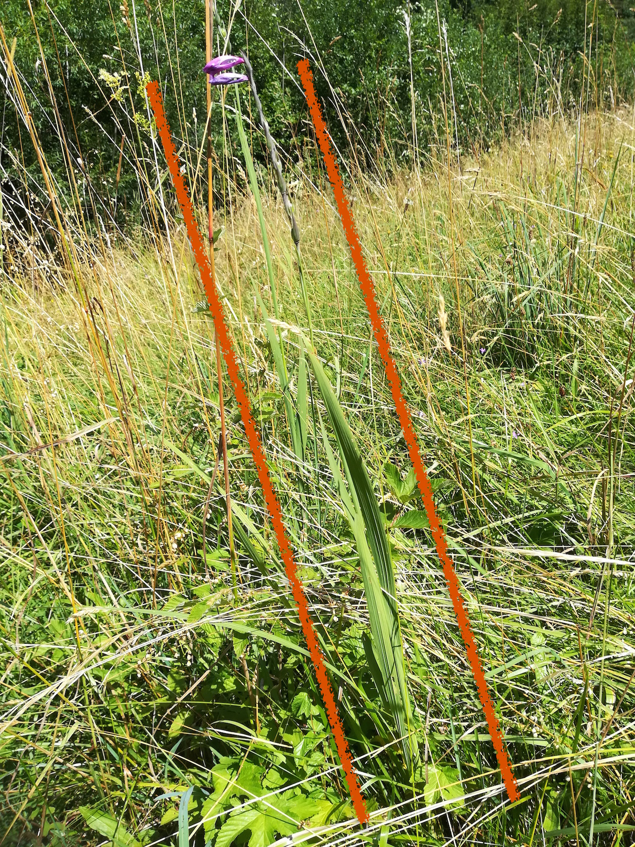 gladiolus imbricatus hönigsberg stmk_20170721_145449.jpg
