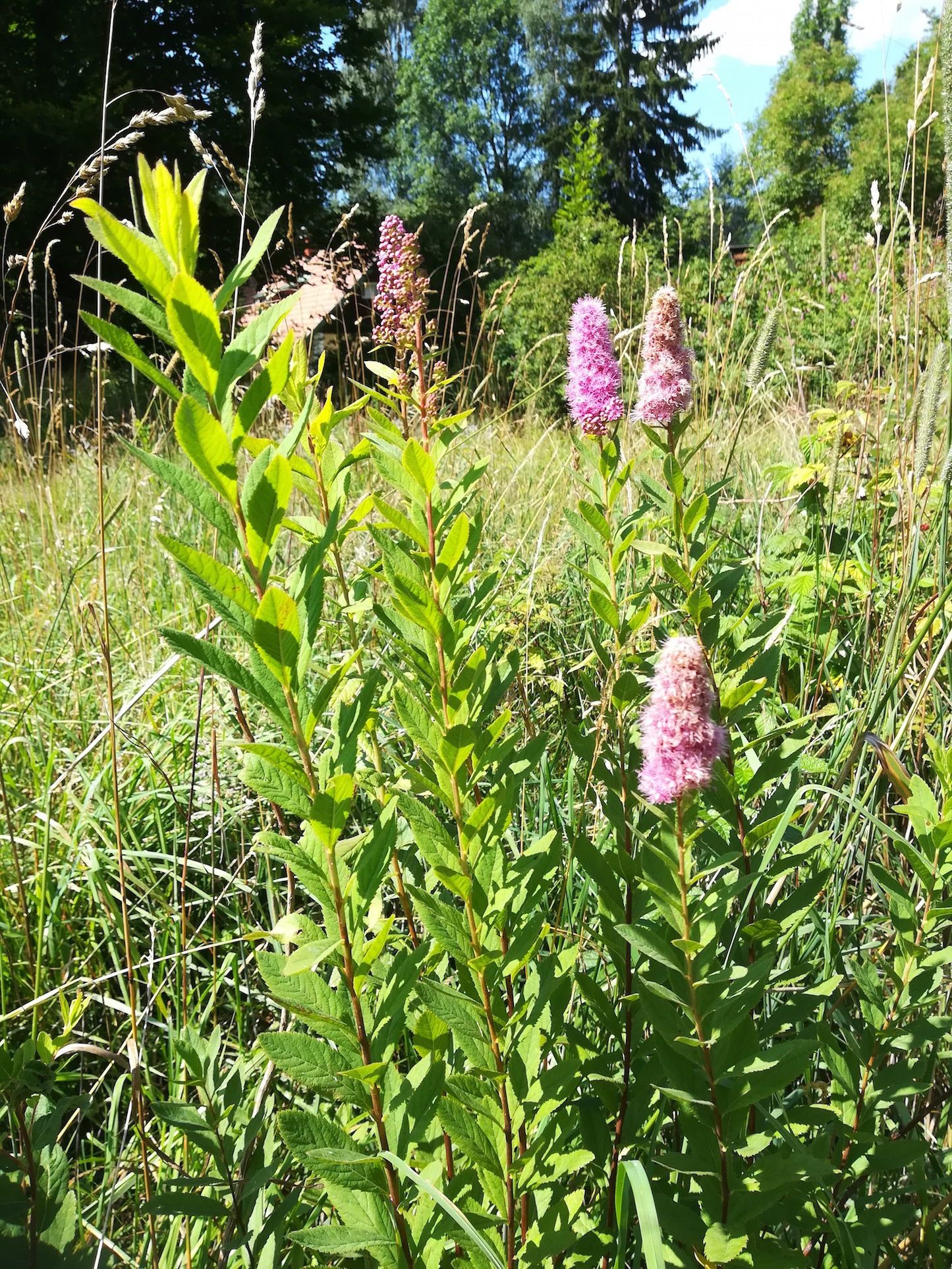 spiraea salicifolia hönigsberg stmk_20170721_150718.jpg