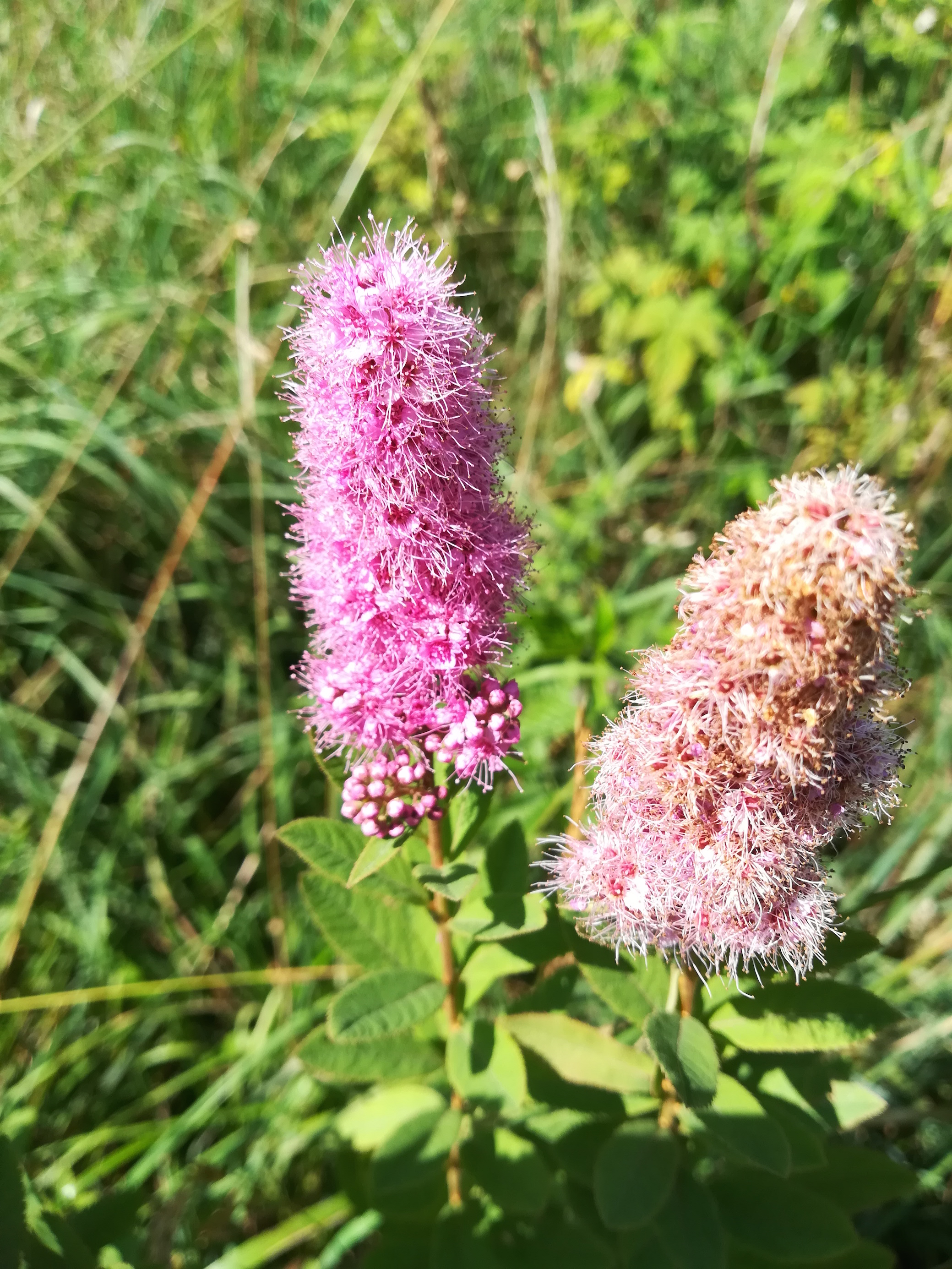 spiraea salicifolia hönigsberg stmk_20170721_150749.jpg