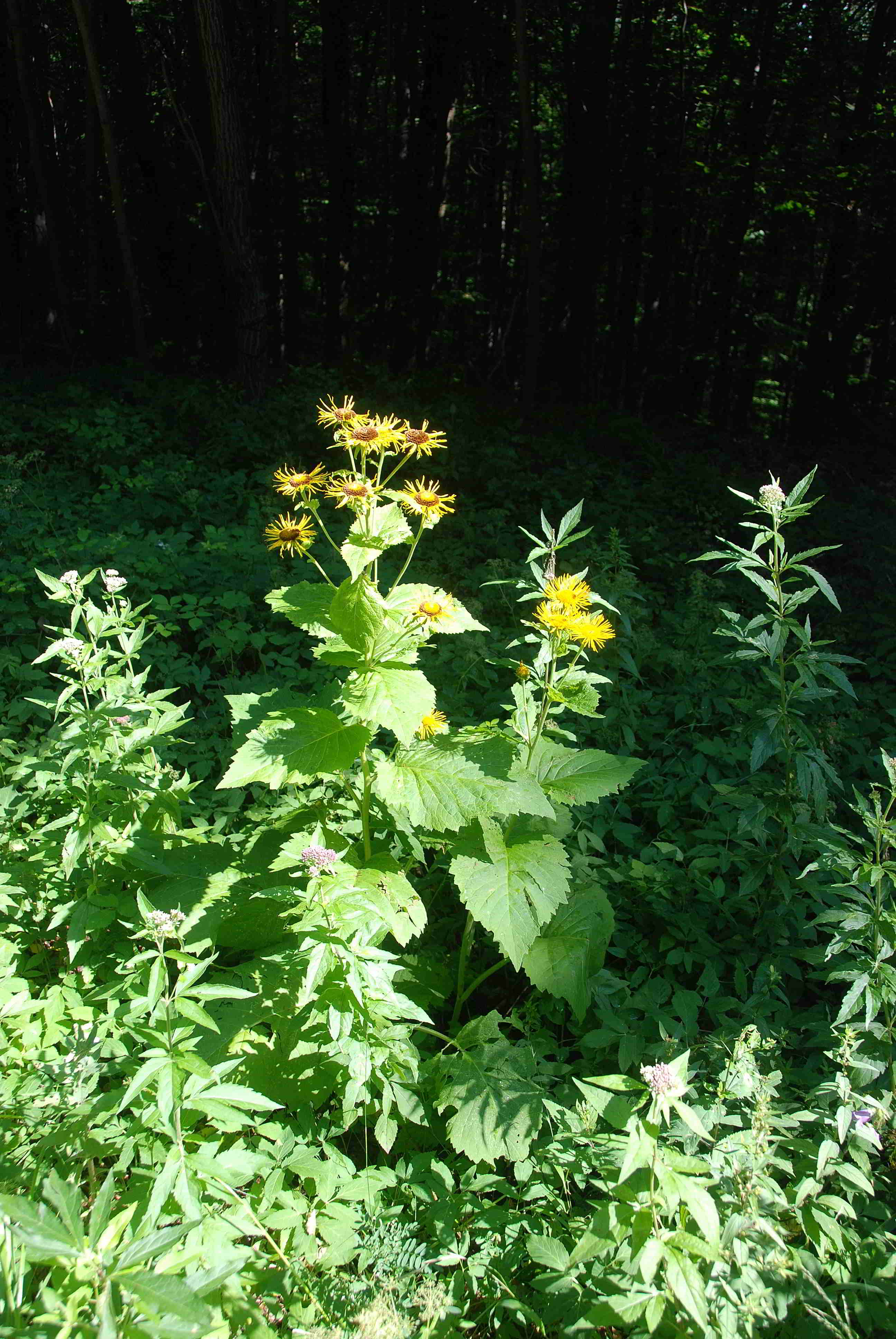 Breitenfurt-16072017-(19)-Forststrasse zu 7 Eichen.JPG