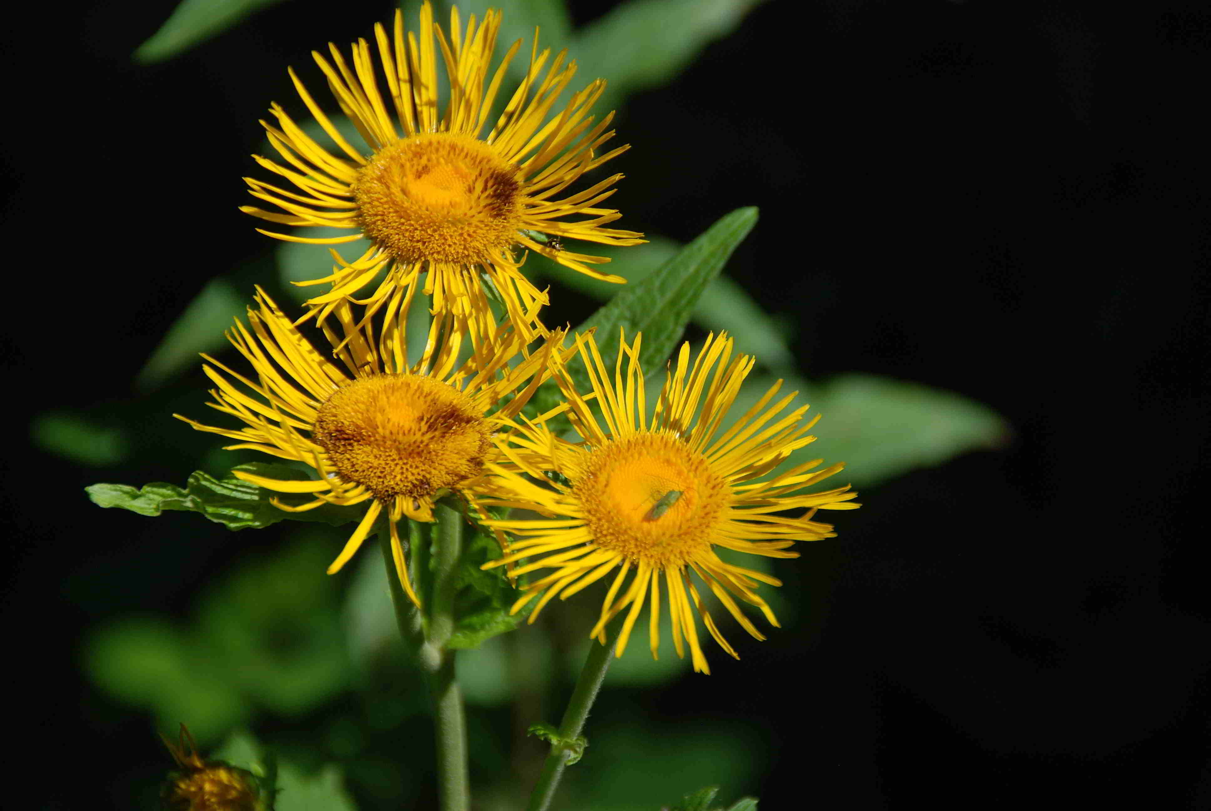 Breitenfurt-16072017-(21)-Forststrasse zu 7 Eichen.JPG
