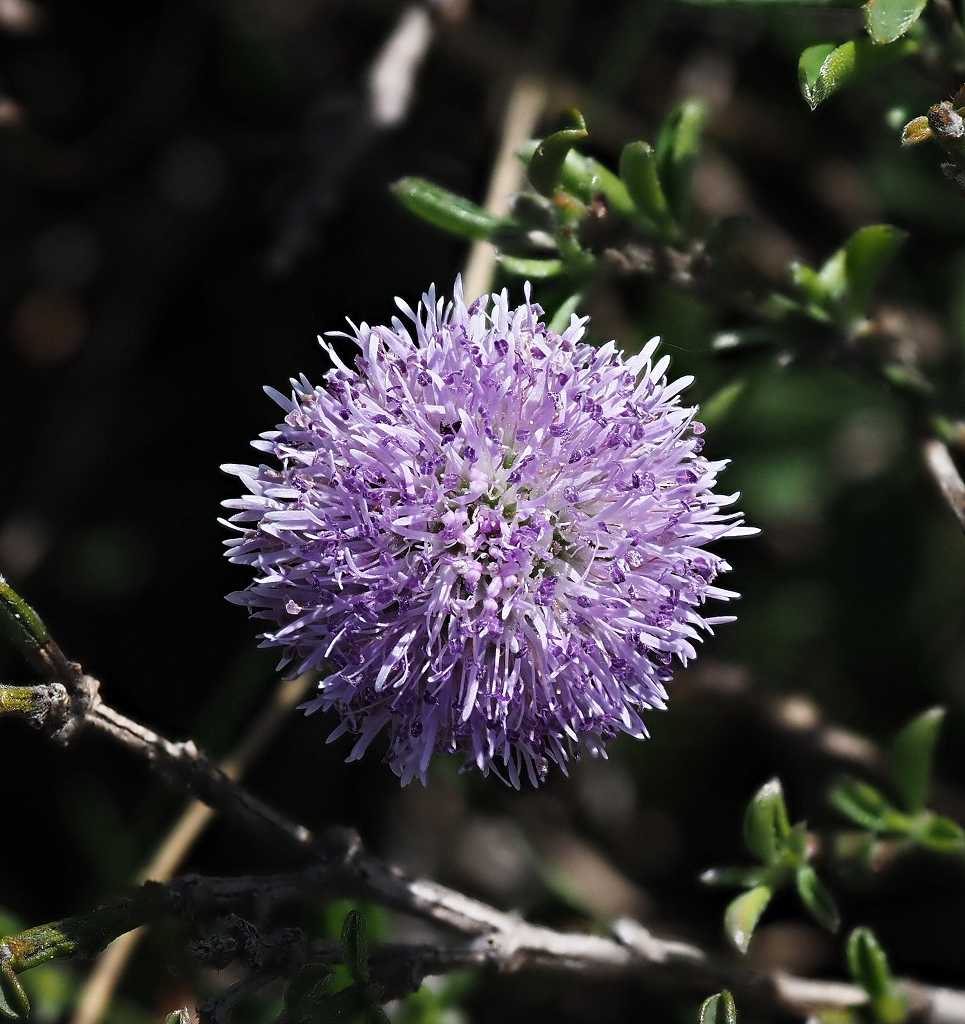 k-rosa Kugelblume.JPG
