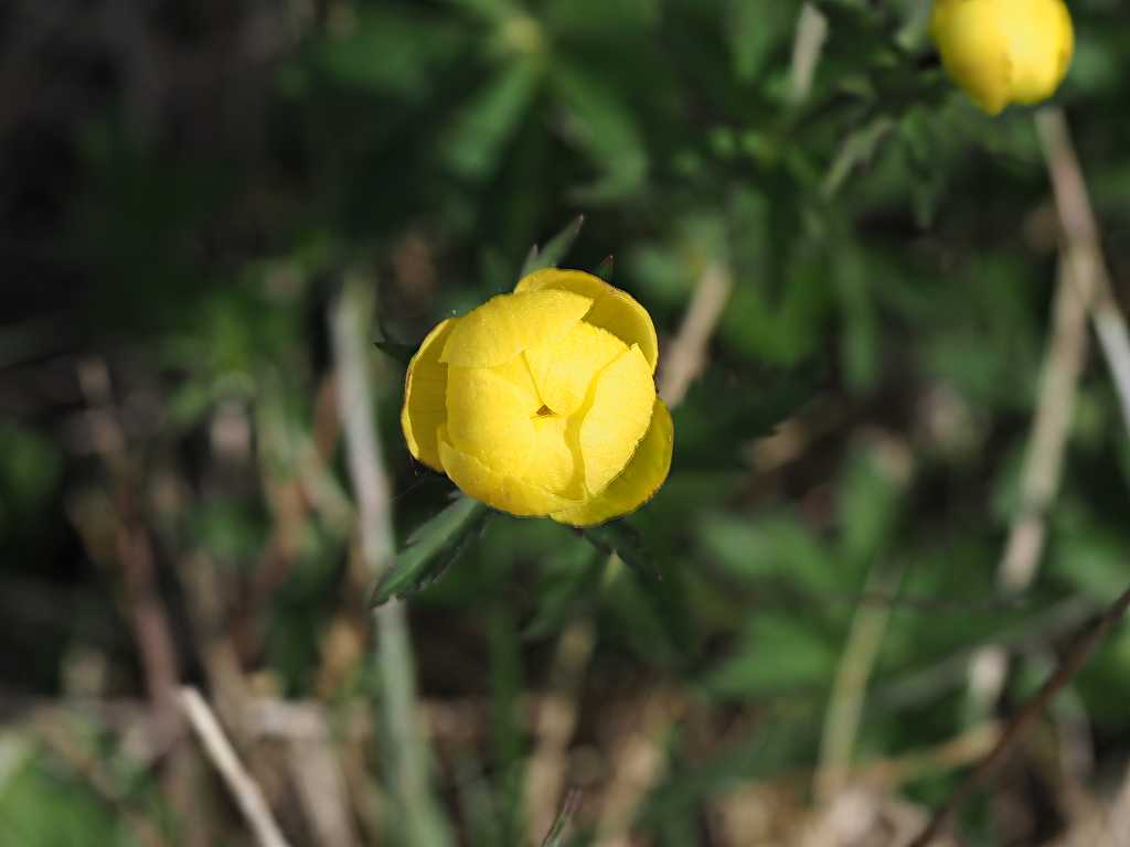 k- Trollblume II.JPG