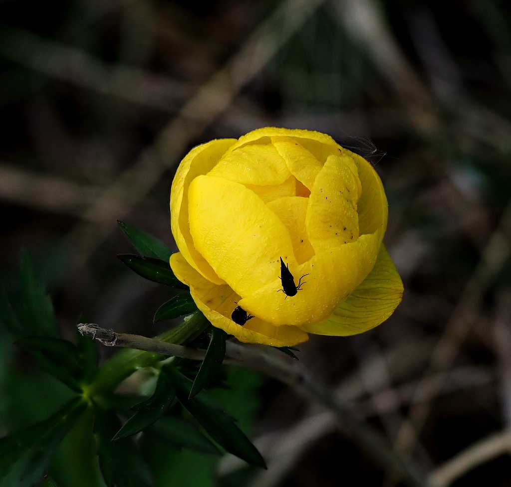 k-Trollblume I.JPG