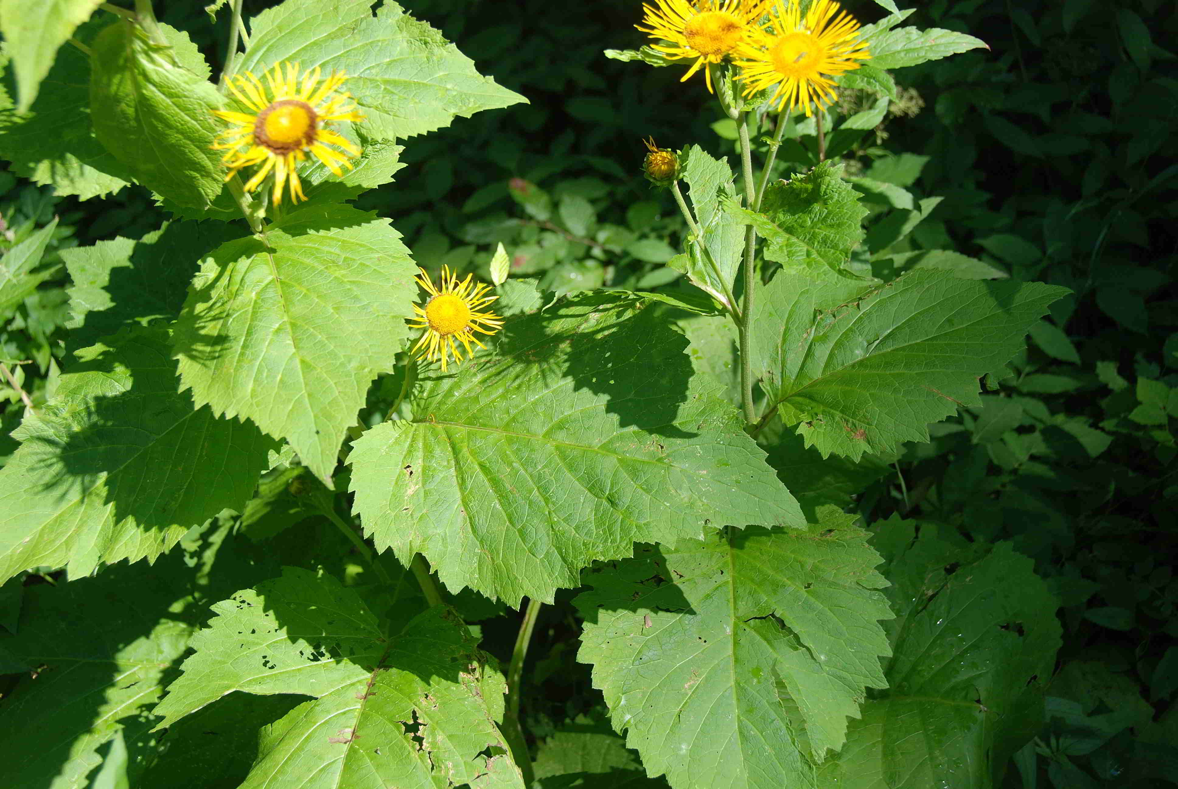 Breitenfurt-16072017-(22)-Forststrasse zu 7 Eichen.JPG