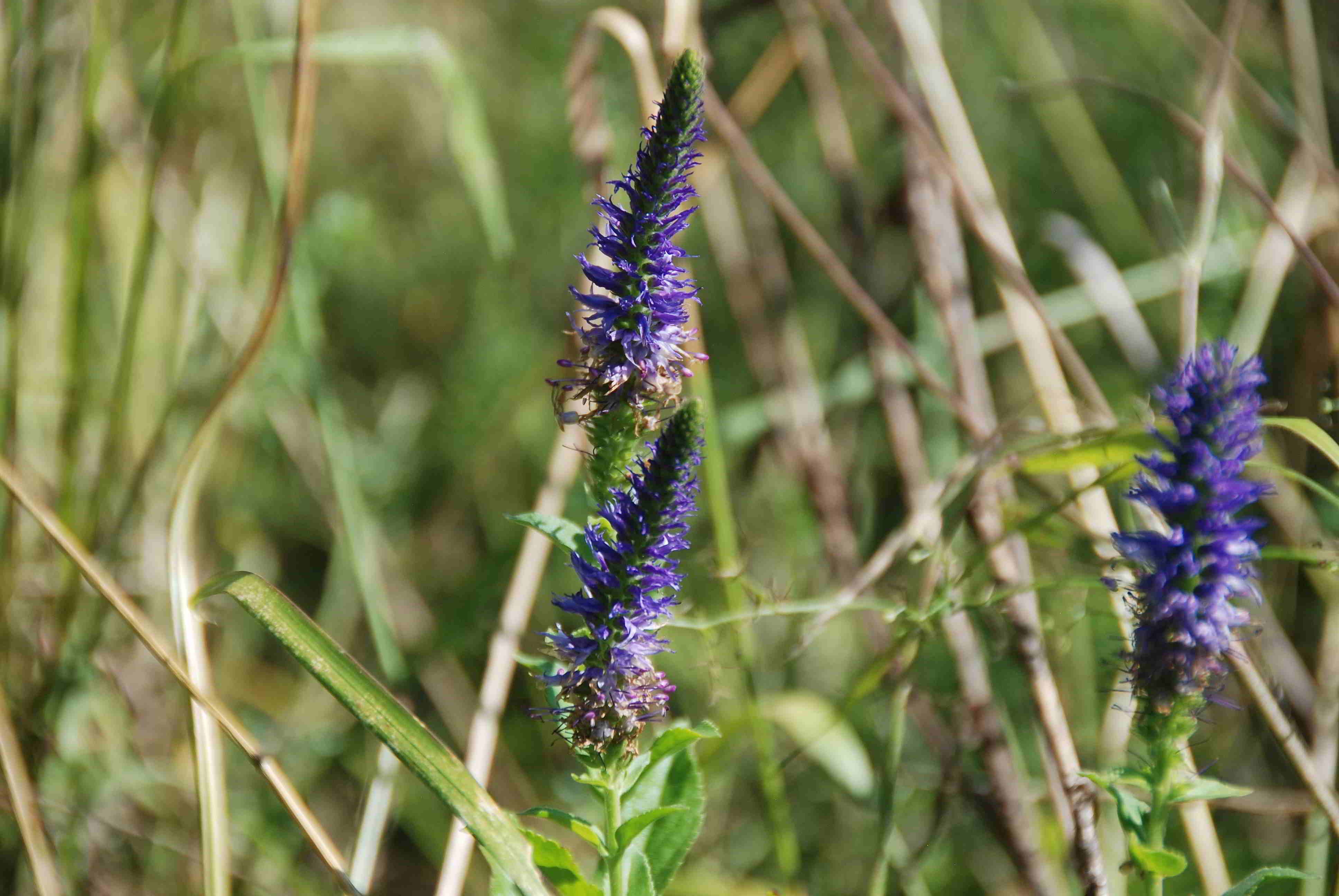 Breitenfurt-21072017-Stierwiese-Veronica orchidea-Orchideen Blauweiderich-(10).JPG