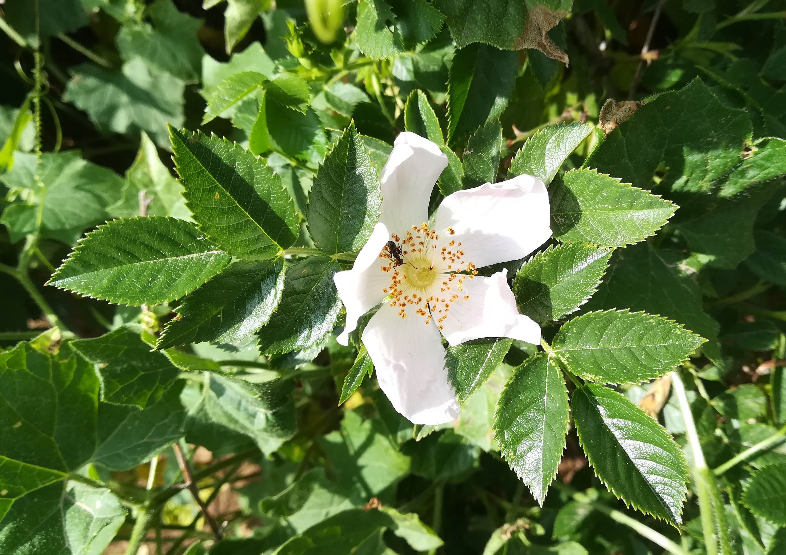 rosa corymbifera s. lat. rauchenwarther platte zw. pfaffenöden und goldberg_20200506_153947.jpg