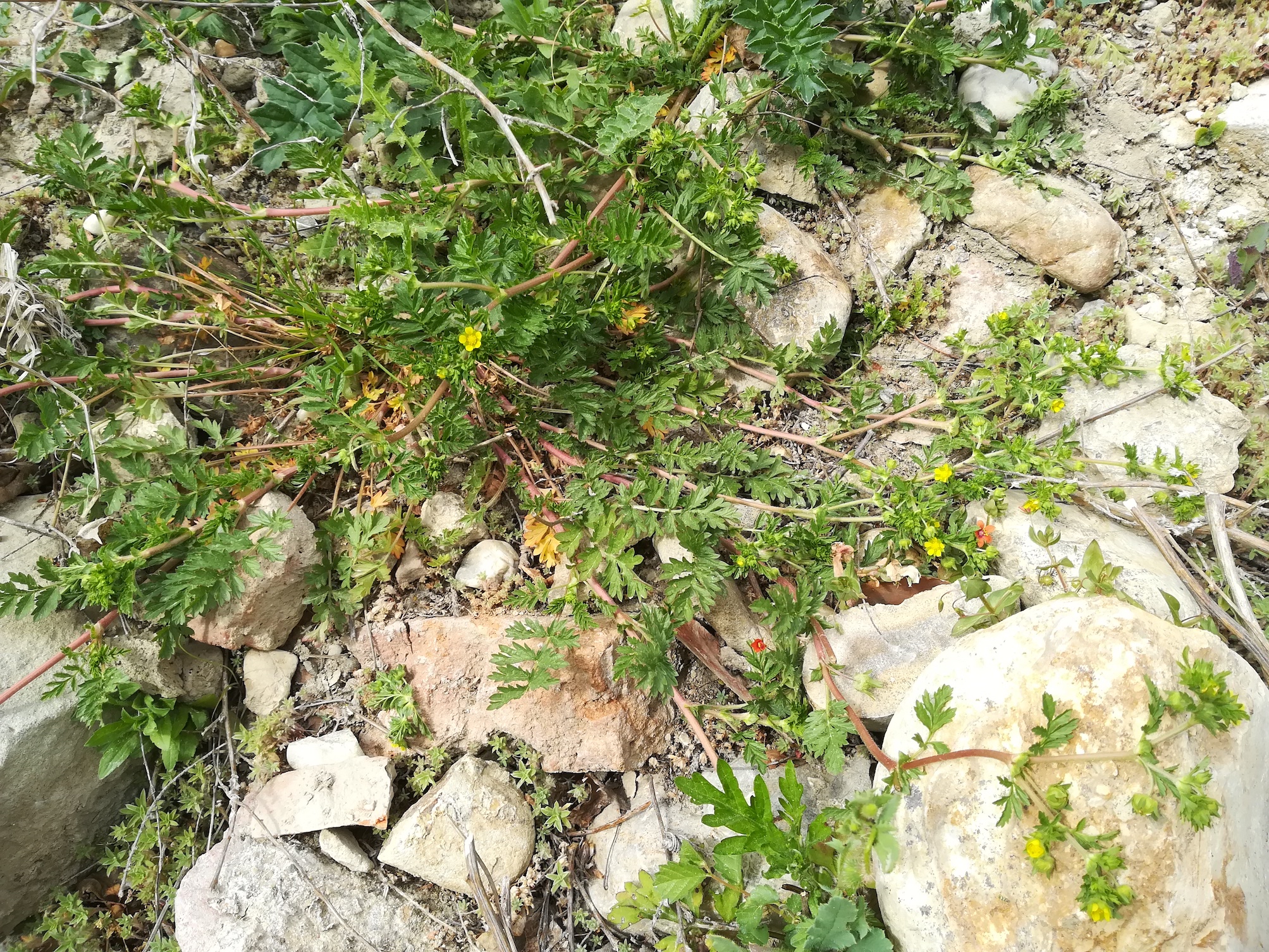 potentilla supina rauchenwarther platte zw. pfaffenöden und goldberg_20200506_153102.jpg