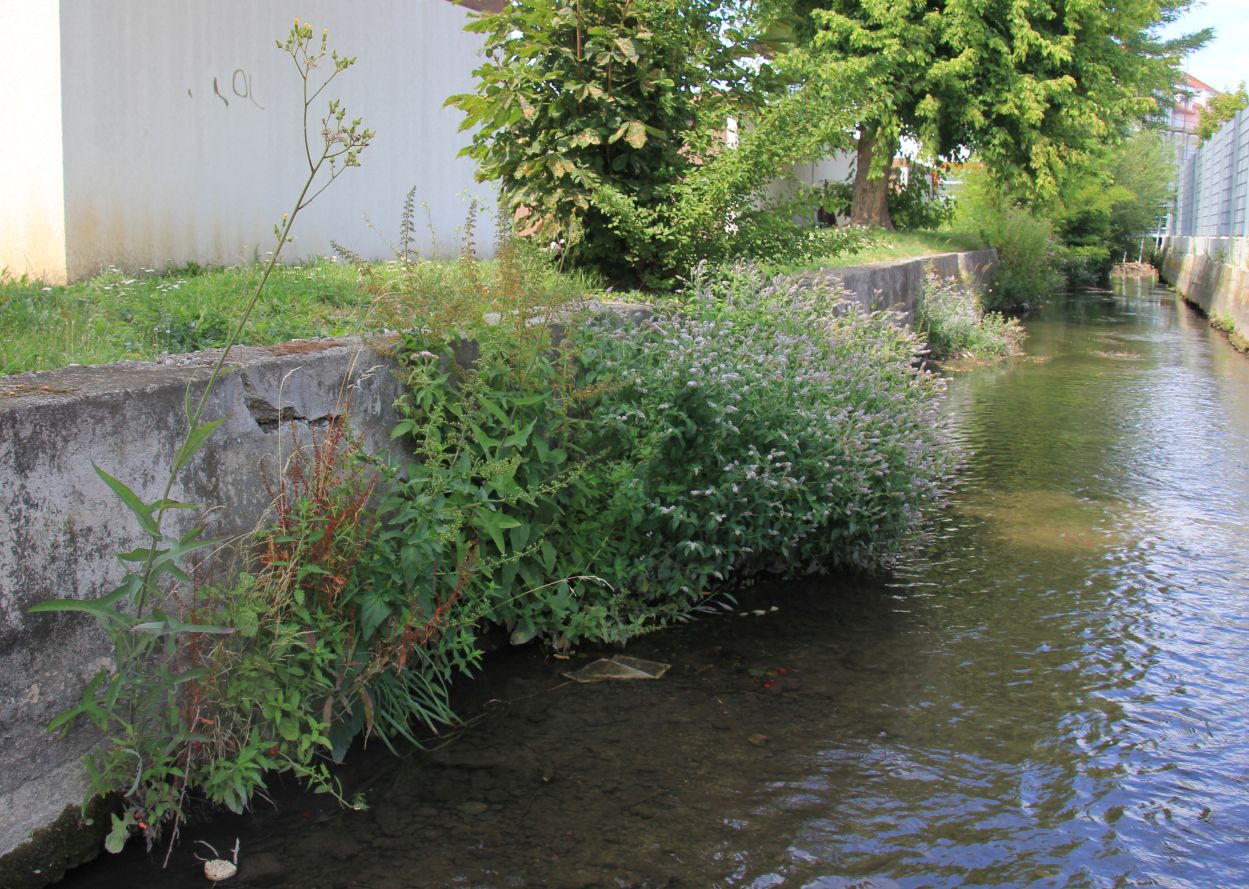 Muehlbach_Moellersdorf_20170723_04.jpg