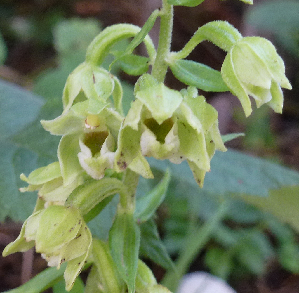 P1460858 ständelw welche as.jpg