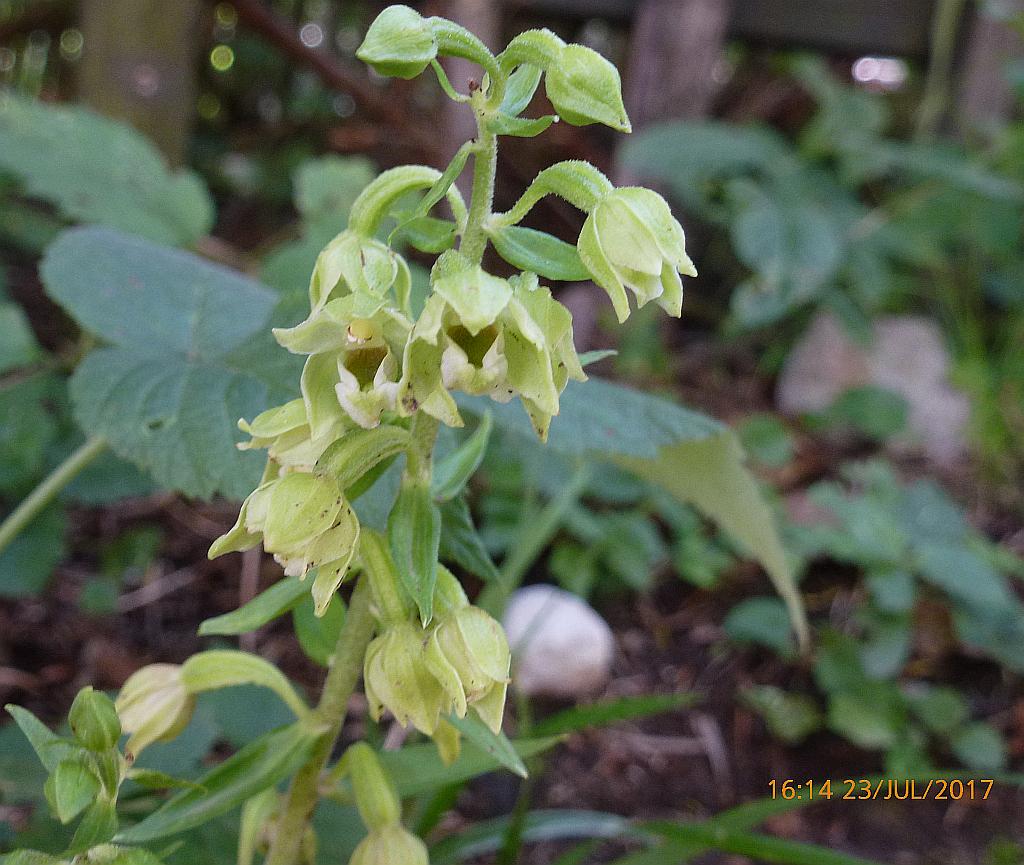 P1460858 ständelw welche.jpg