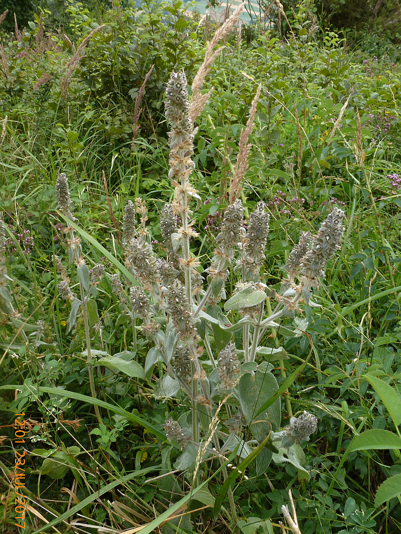 P1460732 Stachys germanica.JPG