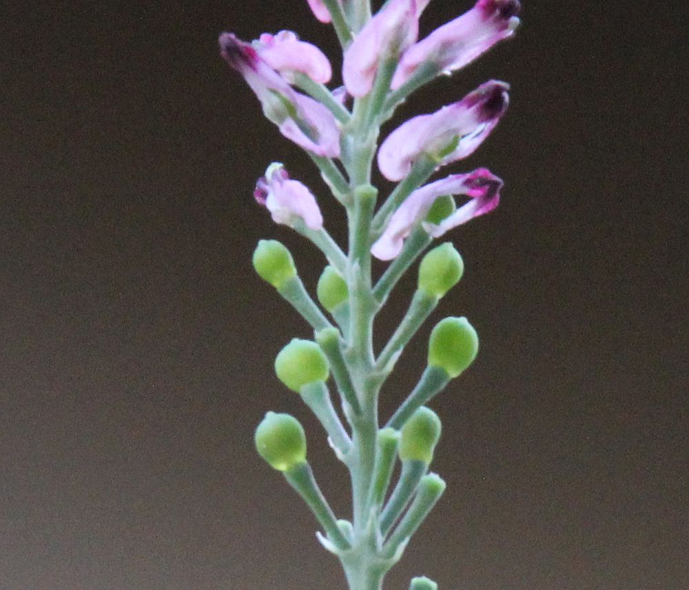 Fumaria schleicheri Moellersdorf_20200511_19.jpg