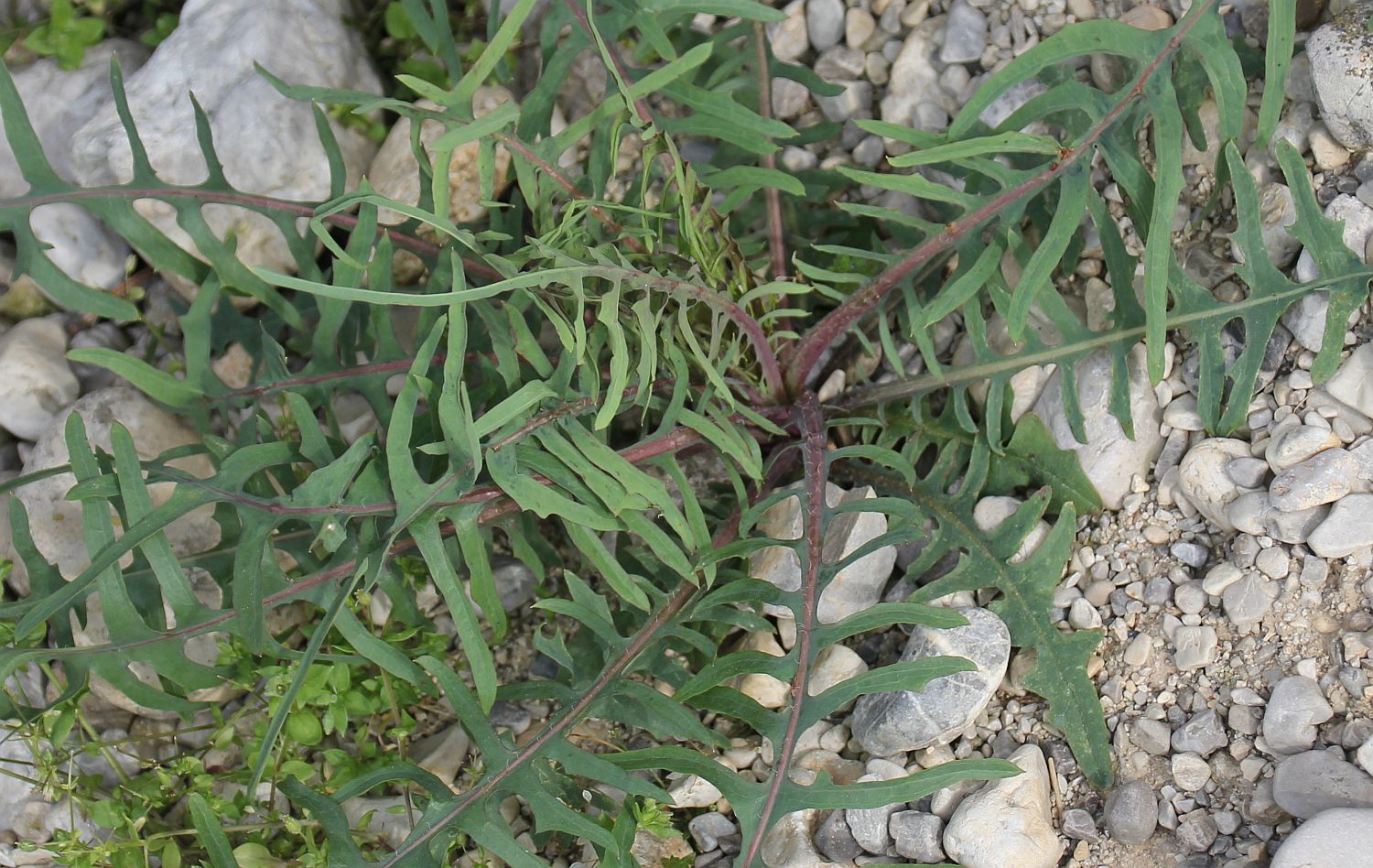 Lactuca cf viminea Moellersdorf_20200510_02.jpg