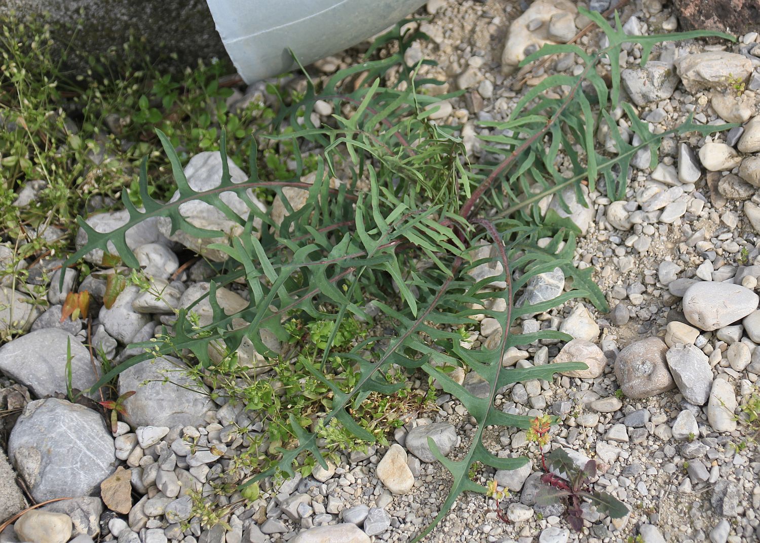 Lactuca cf viminea Moellersdorf_20200510_08.jpg
