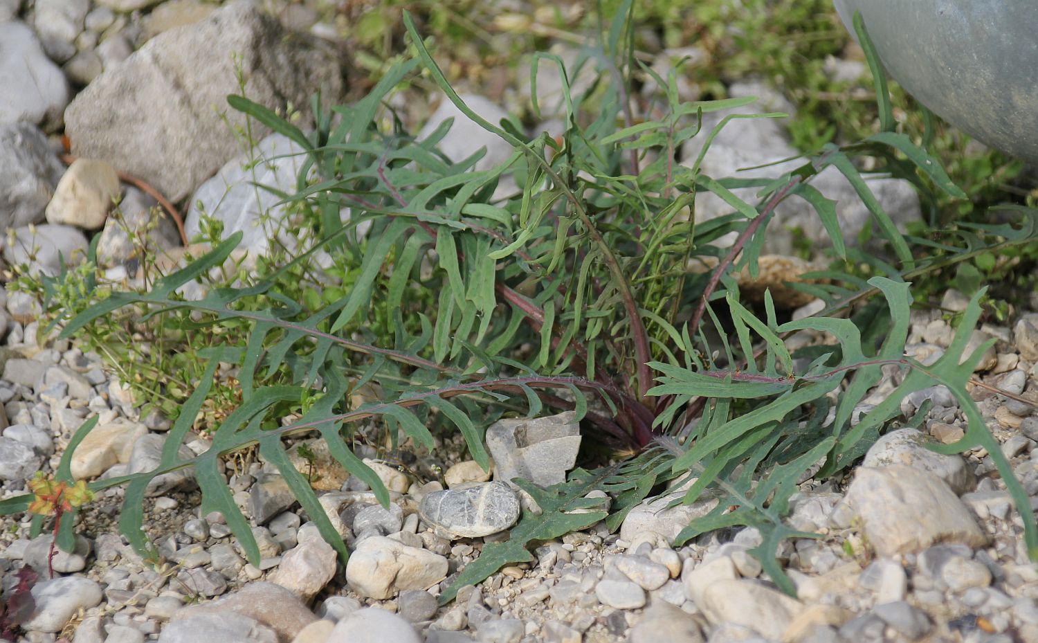 Lactuca cf viminea Moellersdorf_20200510_10.jpg
