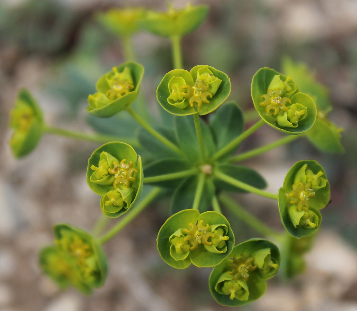 Euphorbia caesia Tuepl_Grossmittel_Schiessplatz_20140406_05.jpg