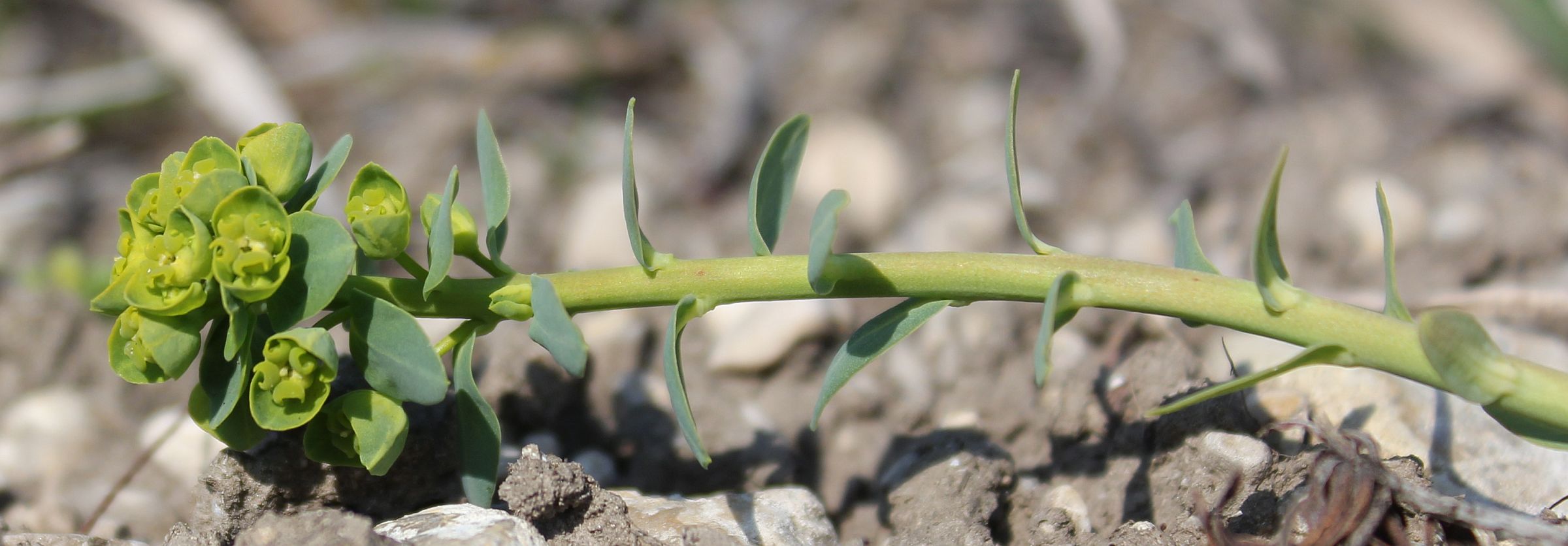 Euphorbia_caesia_Tuepl_Grossmittel_Schiessplatz_20140329_02.jpg
