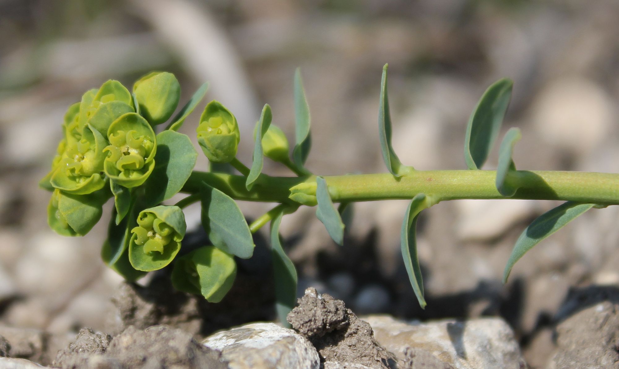 Euphorbia_caesia_Tuepl_Grossmittel_Schiessplatz_20140329_04.jpg