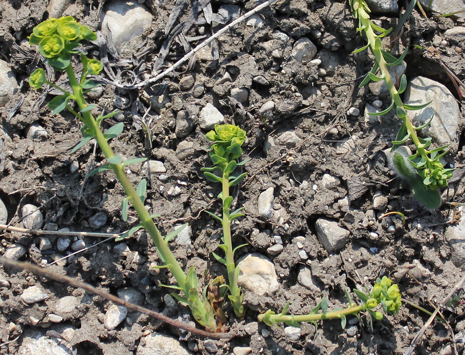 Euphorbia_caesia_Tuepl_Grossmittel_Schiessplatz_20140329_05.jpg