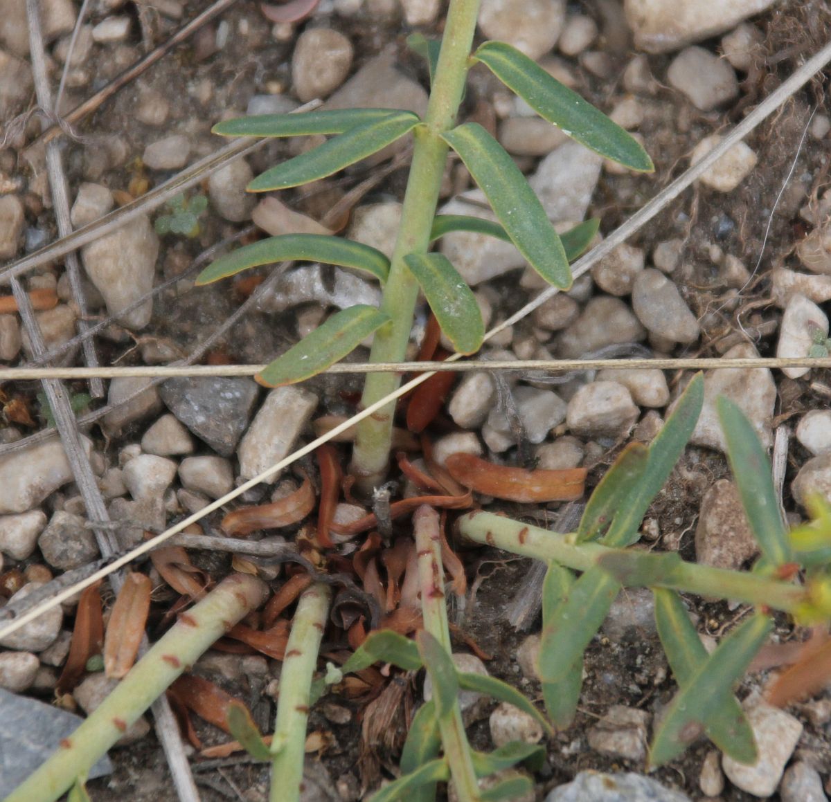 Euphorbia caesia 1 km W Hubertuskapelle_20200514_11.jpg