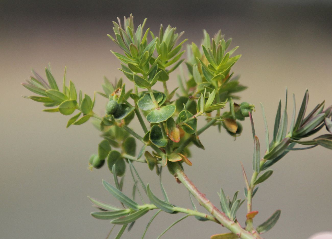 Euphorbia caesia 1 km W Hubertuskapelle_20200514_41.jpg