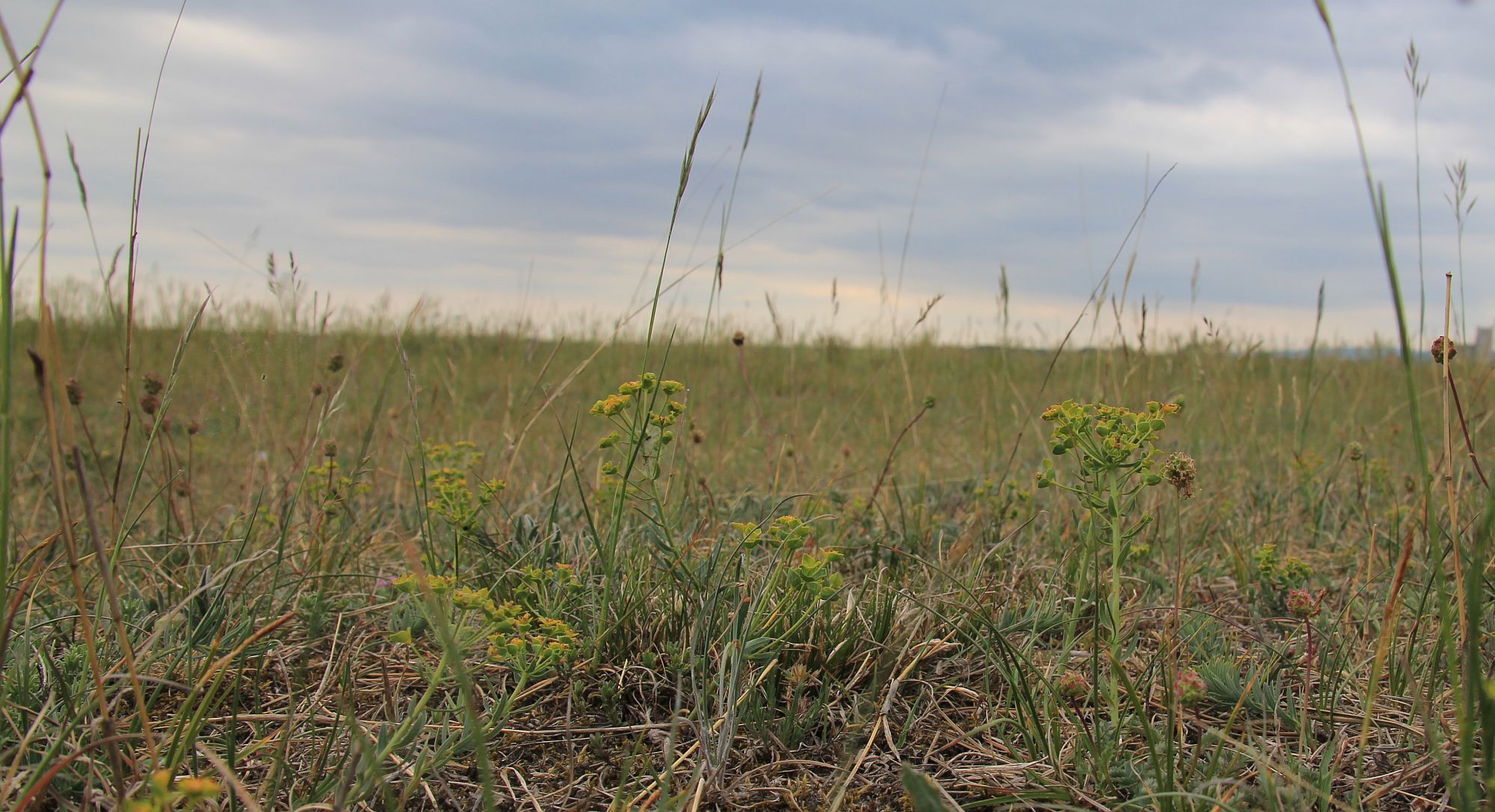 Euphorbia caesia Kote 257 Heideaecker_20200514_16.jpg