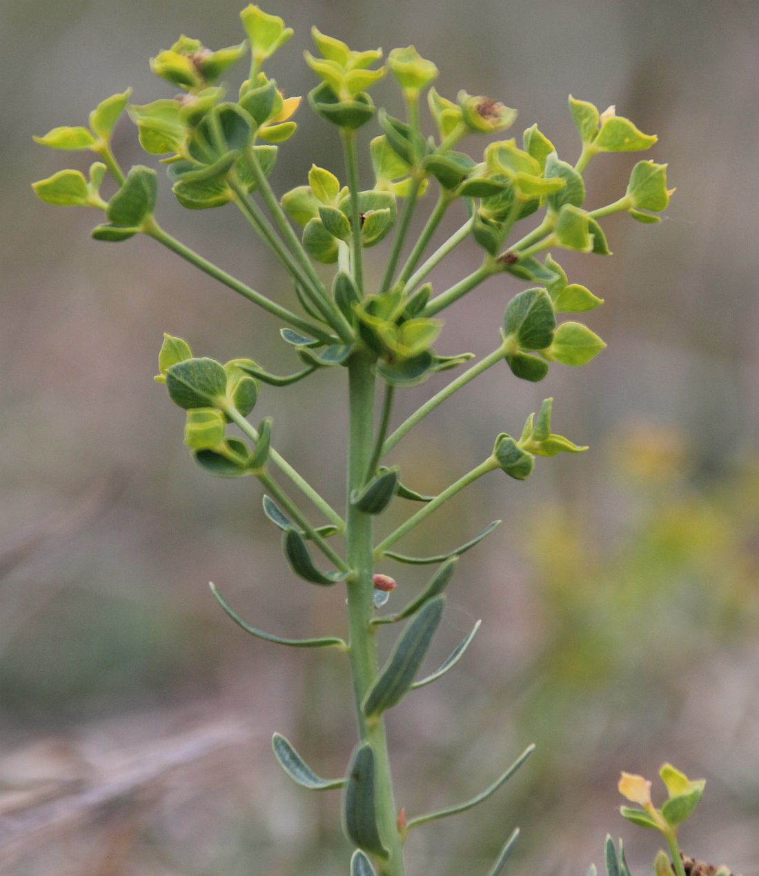 Euphorbia caesia Kote 257 Heideaecker_20200514_09.jpg