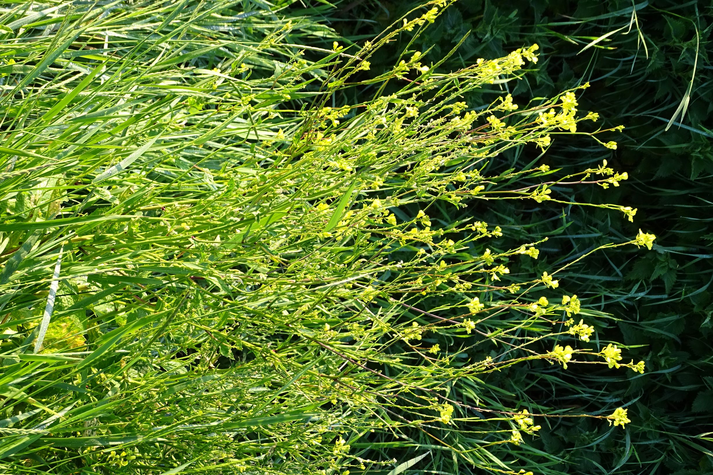 DSC05147 seevorland sinapis arvensis.JPG