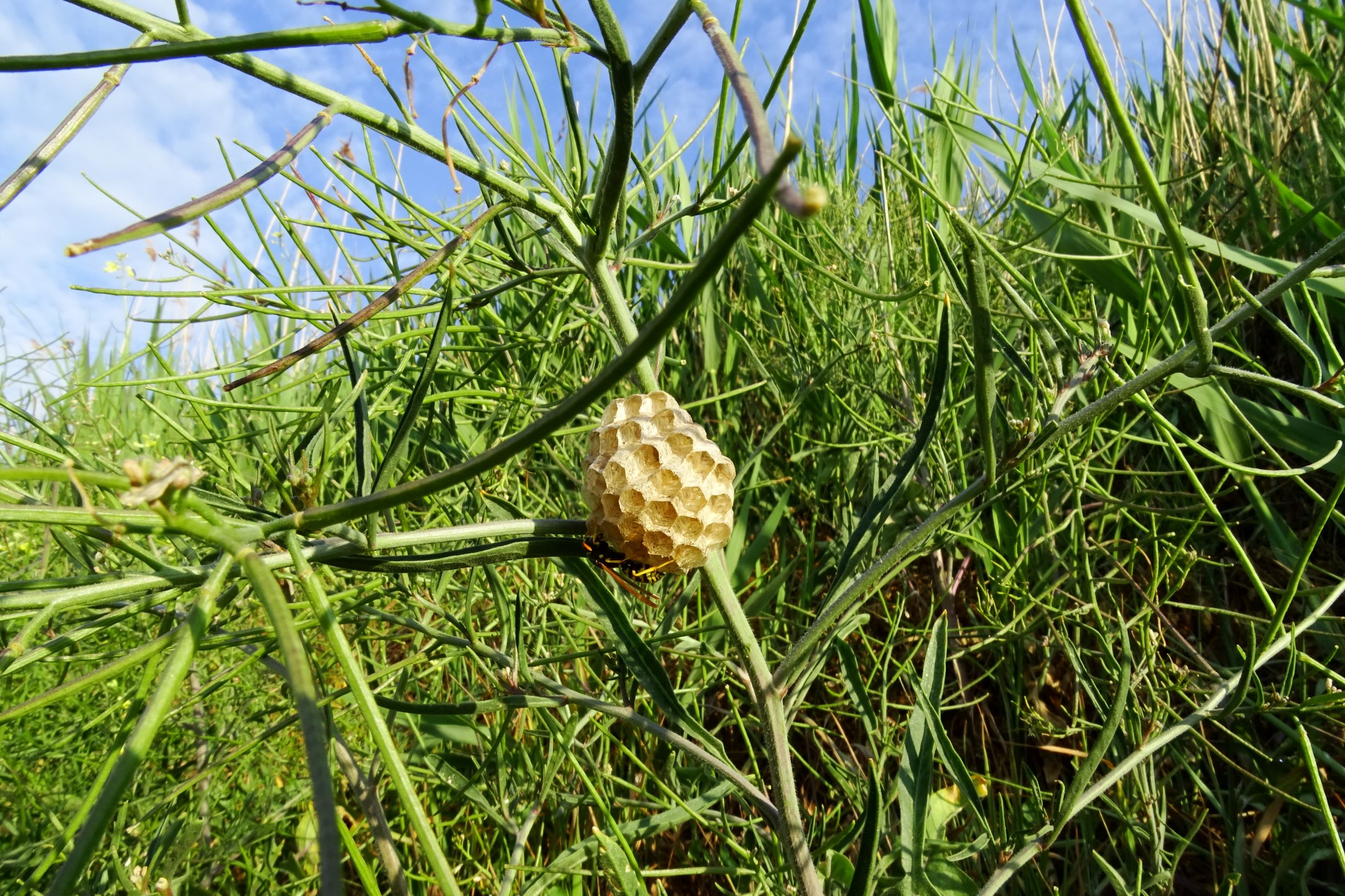 DSC05178 seevorland sisymbrium orientale mit feldwespennest.JPG