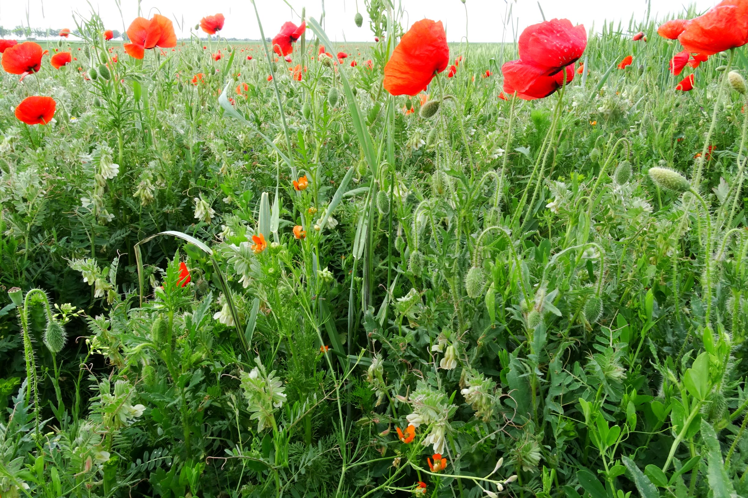 DSC05208 seevorland papaver rhoeas, vicia pannonica pannonica.JPG