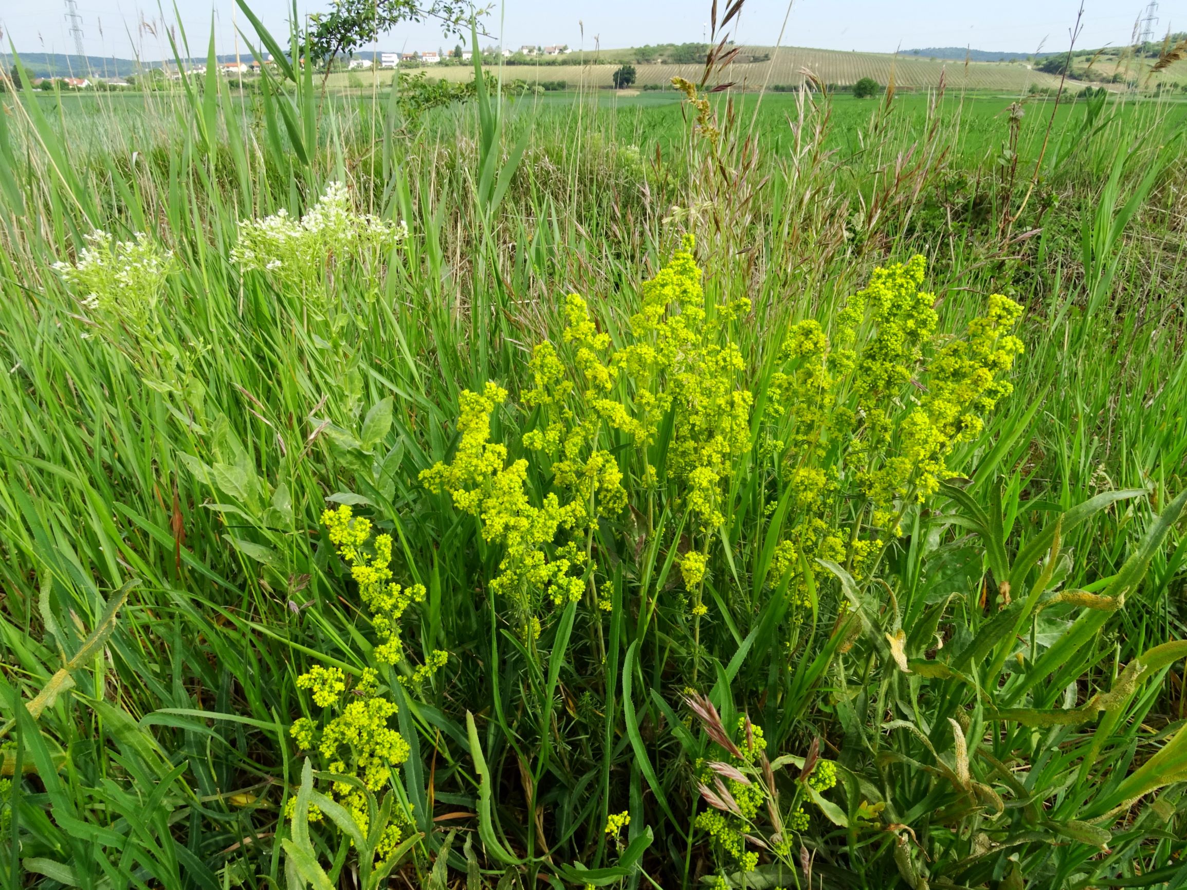 DSC05265 seevorland galium wirtgenii, lepidium draba.JPG